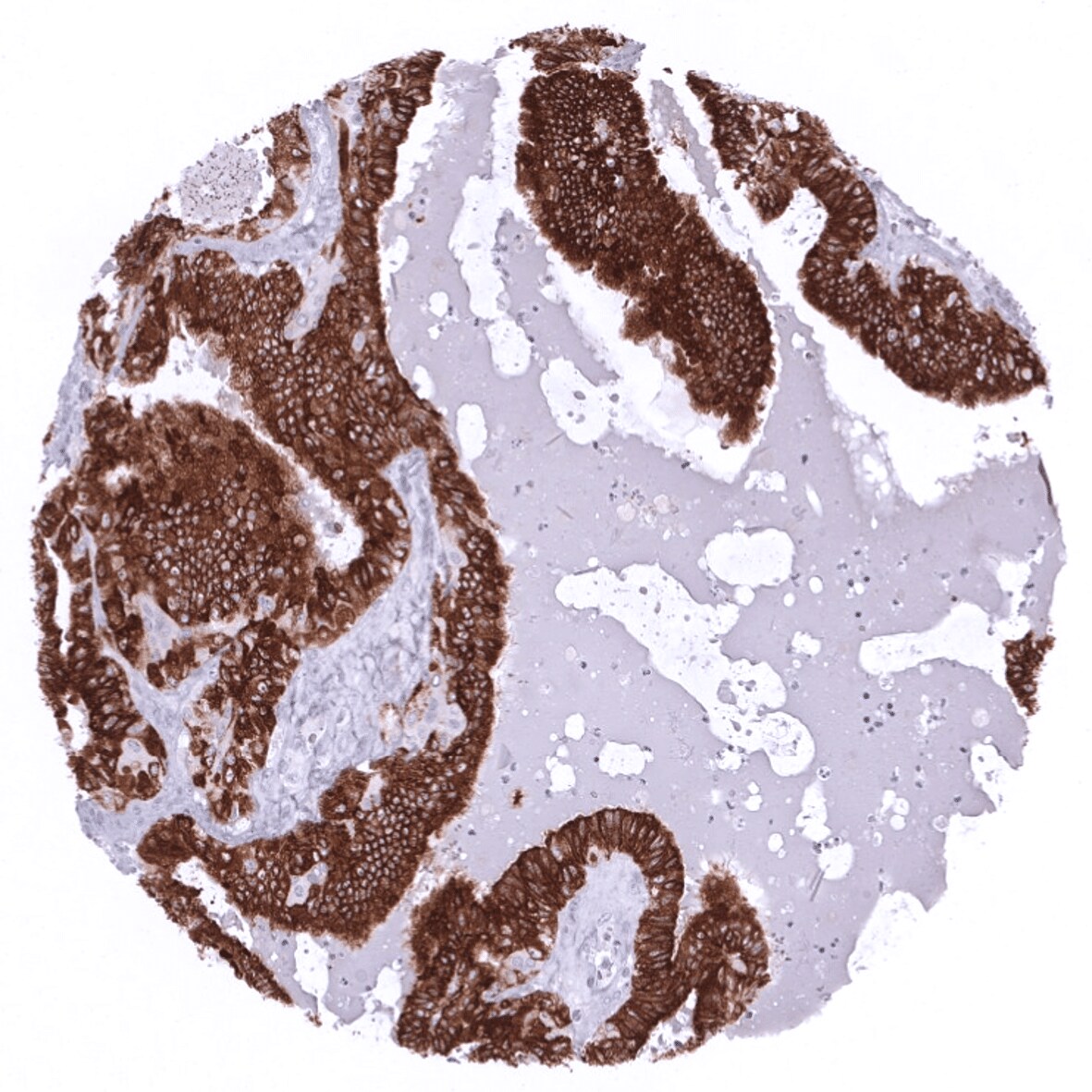 MUC6 Antibody (MSVA-806R)