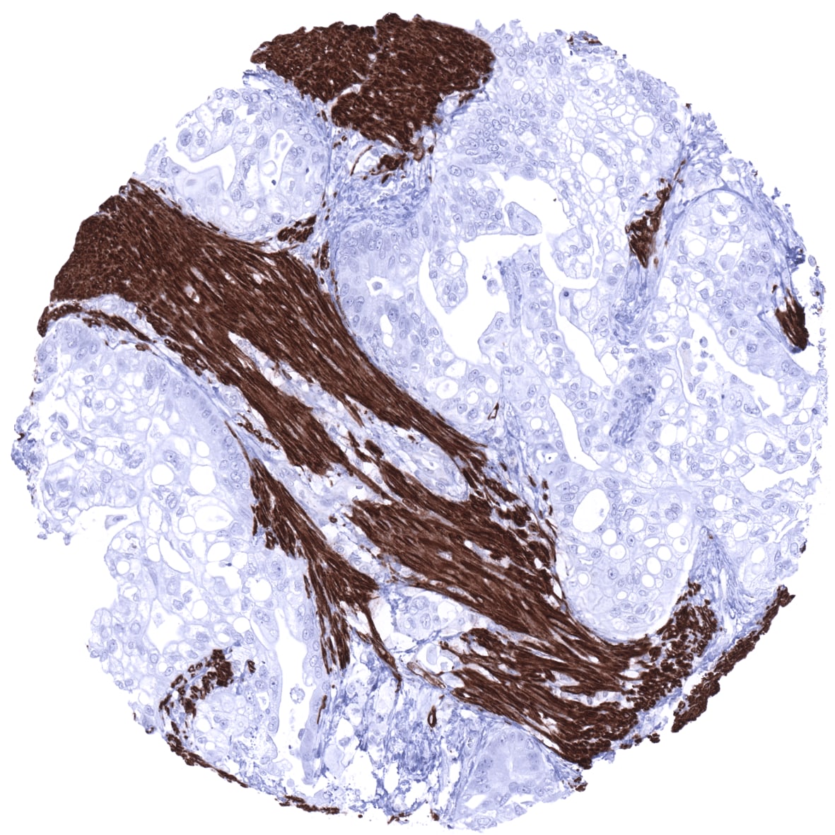 Desmin Antibody (MSVA-651M)