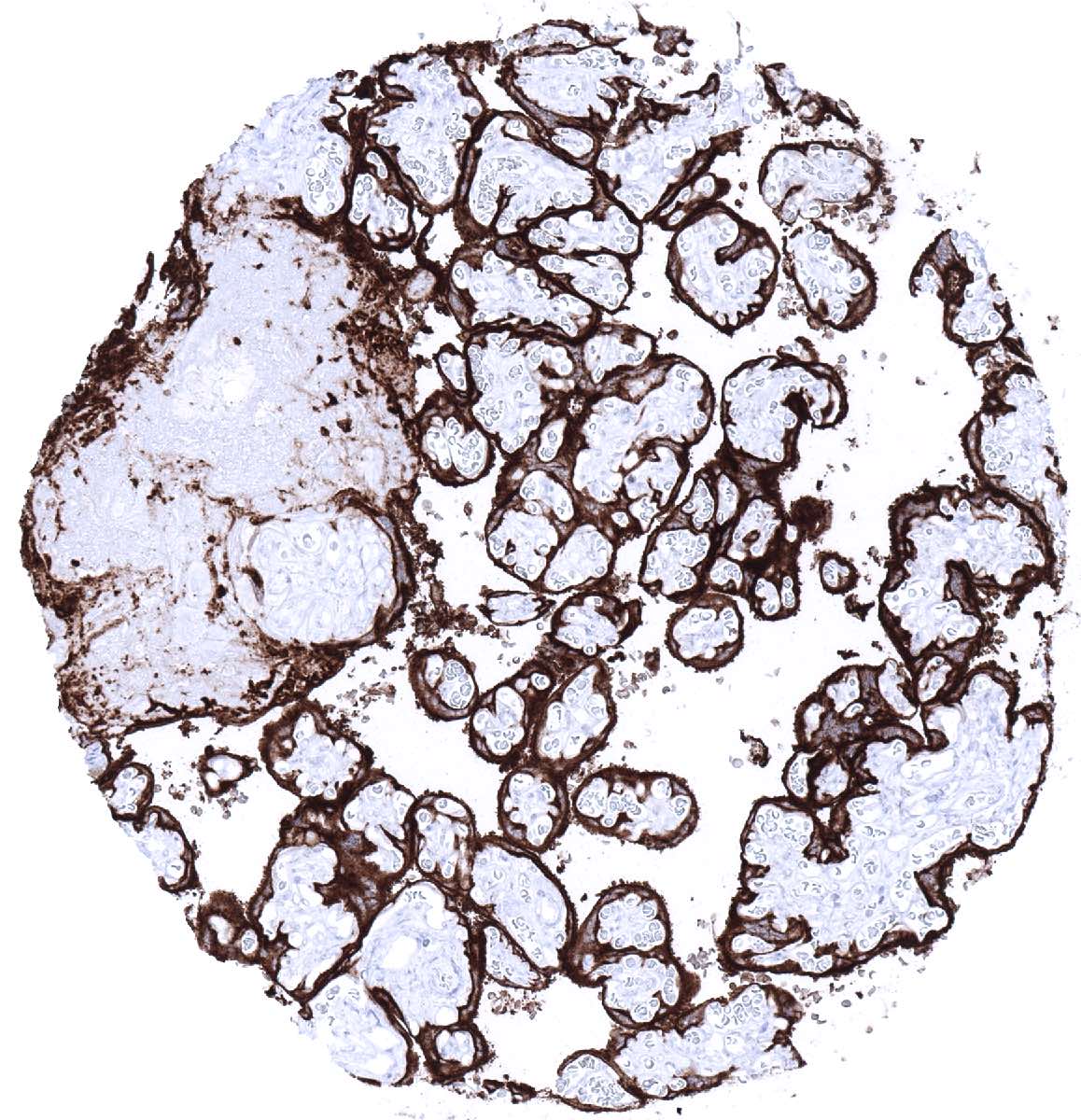 PLAP Antibody (MSVA-350R)