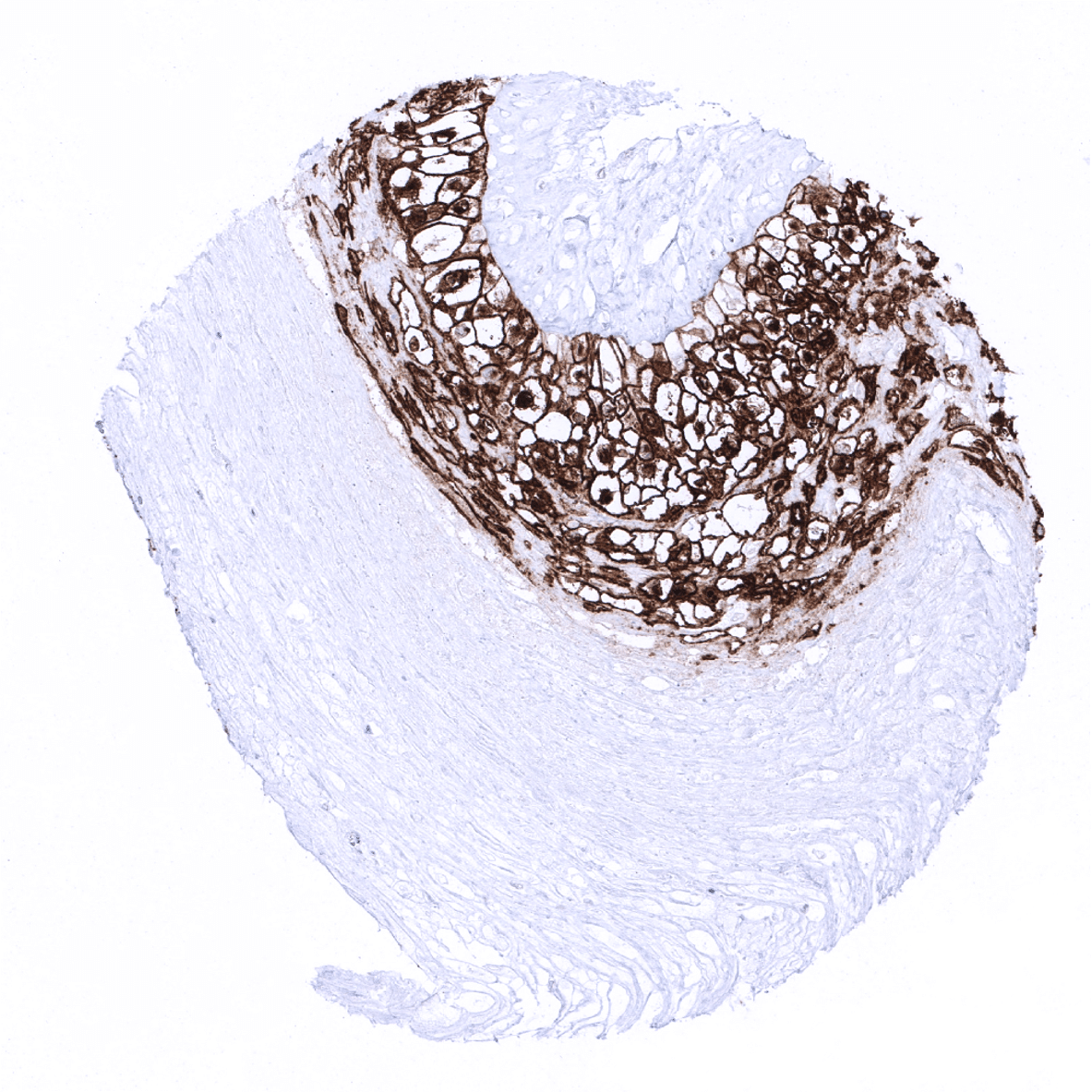 PLAP Antibody (MSVA-350R)