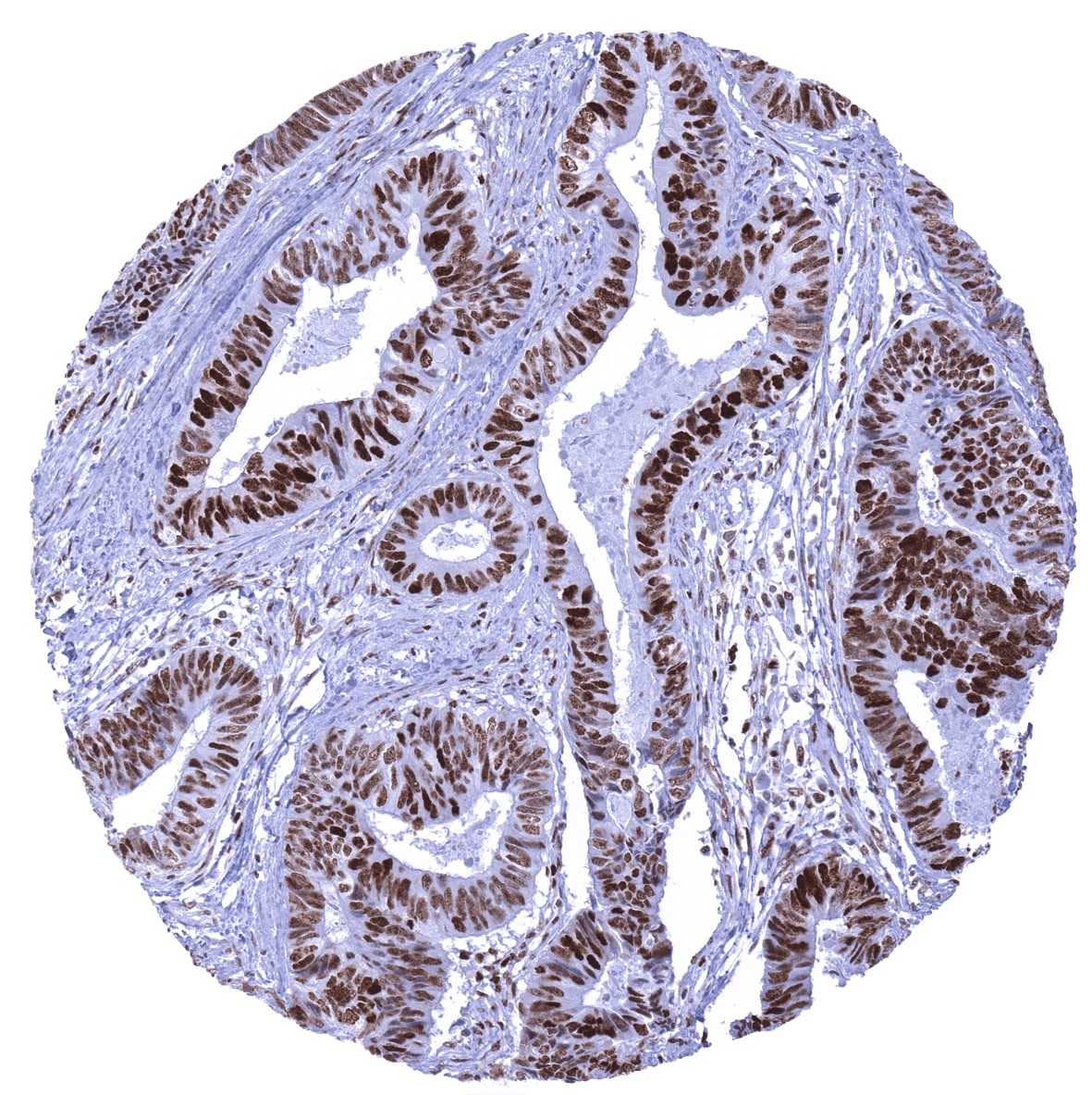 MSH6 Antibody (MSVA-906R)