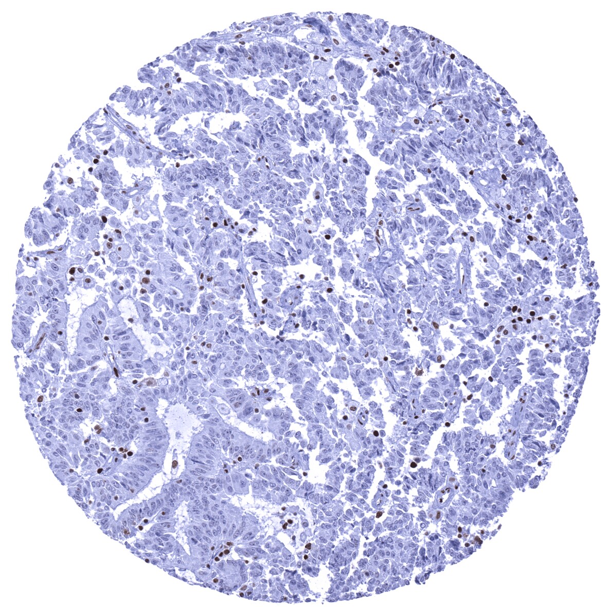 MSH6 Antibody (MSVA-906R)