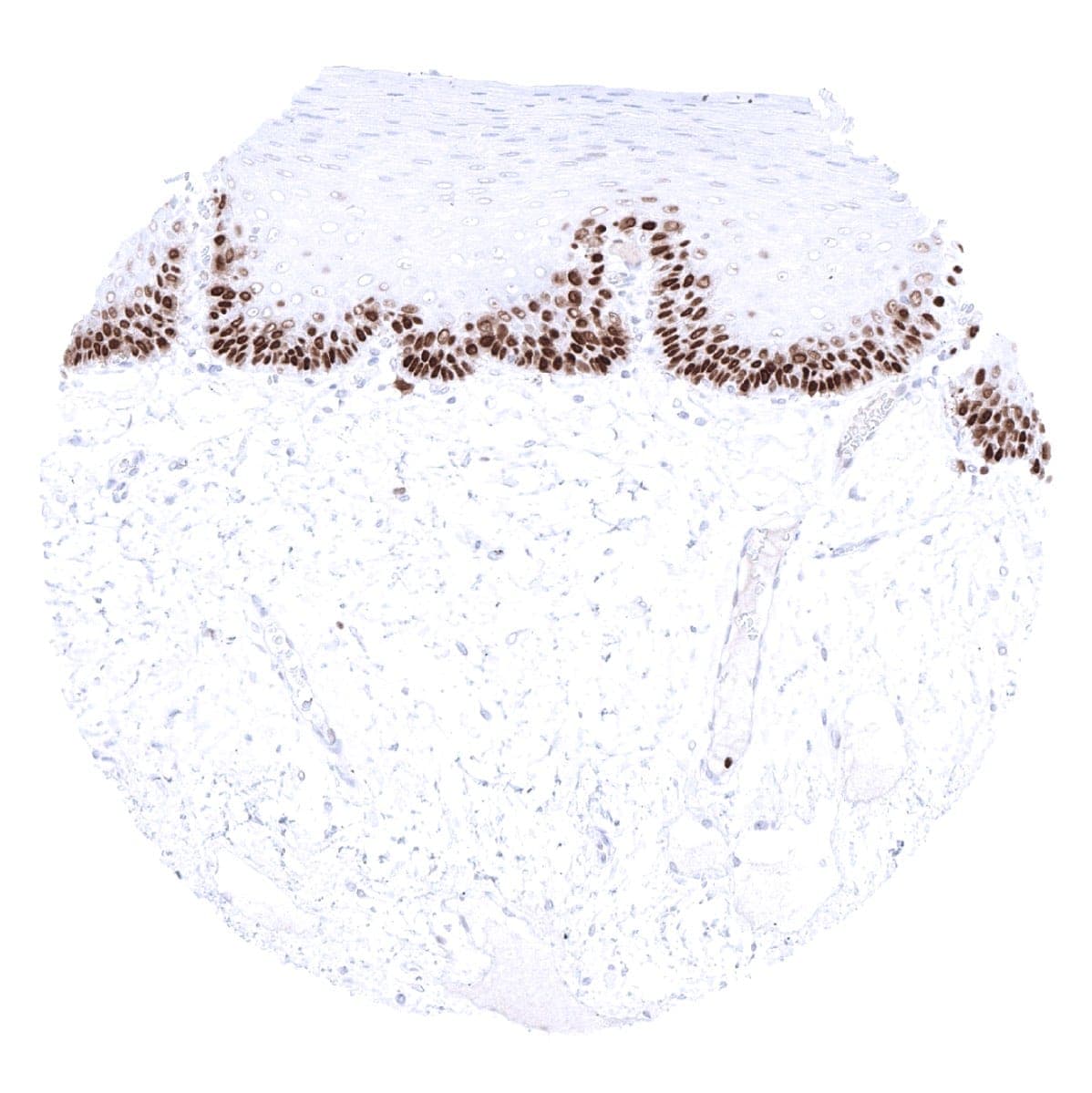 MCM3 Antibody (MSVA-503M)