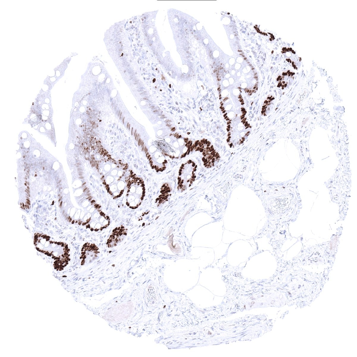 MCM3 Antibody (MSVA-503M)