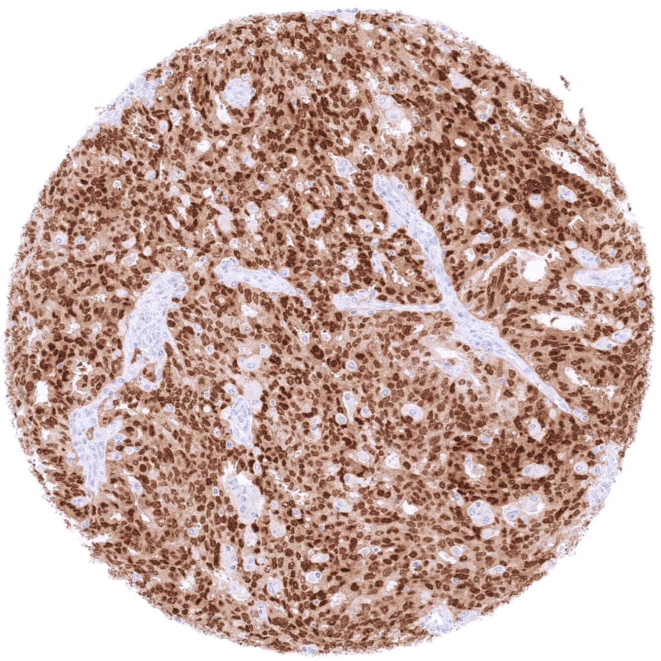 PAX8 Antibody (MSVA-708R)