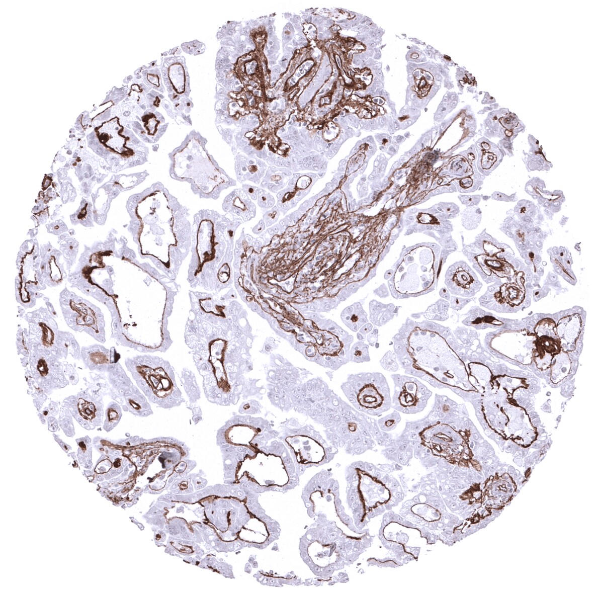 Collagen IV Antibody (MSVA-704R)