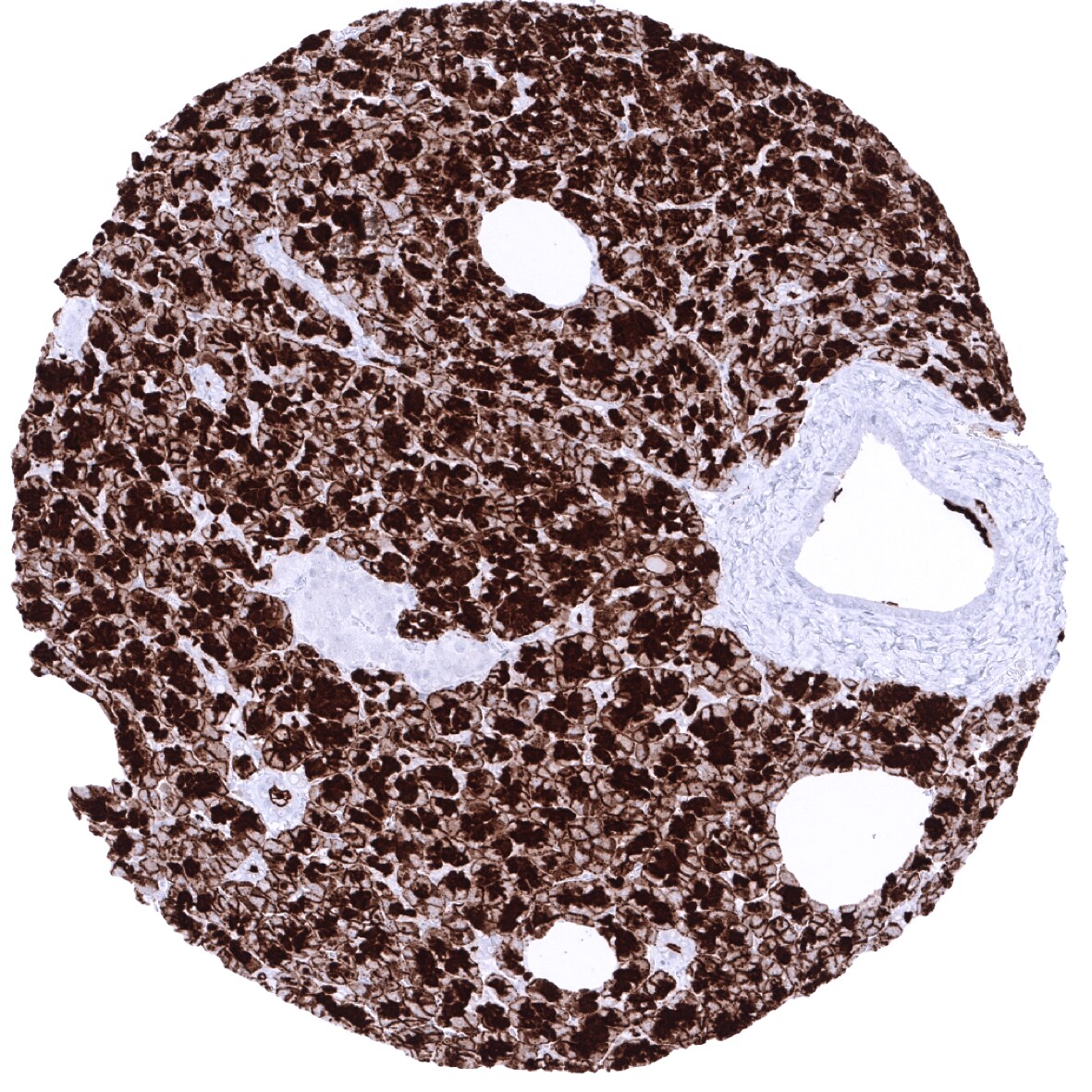 GP2 Antibody (MSVA-475M)