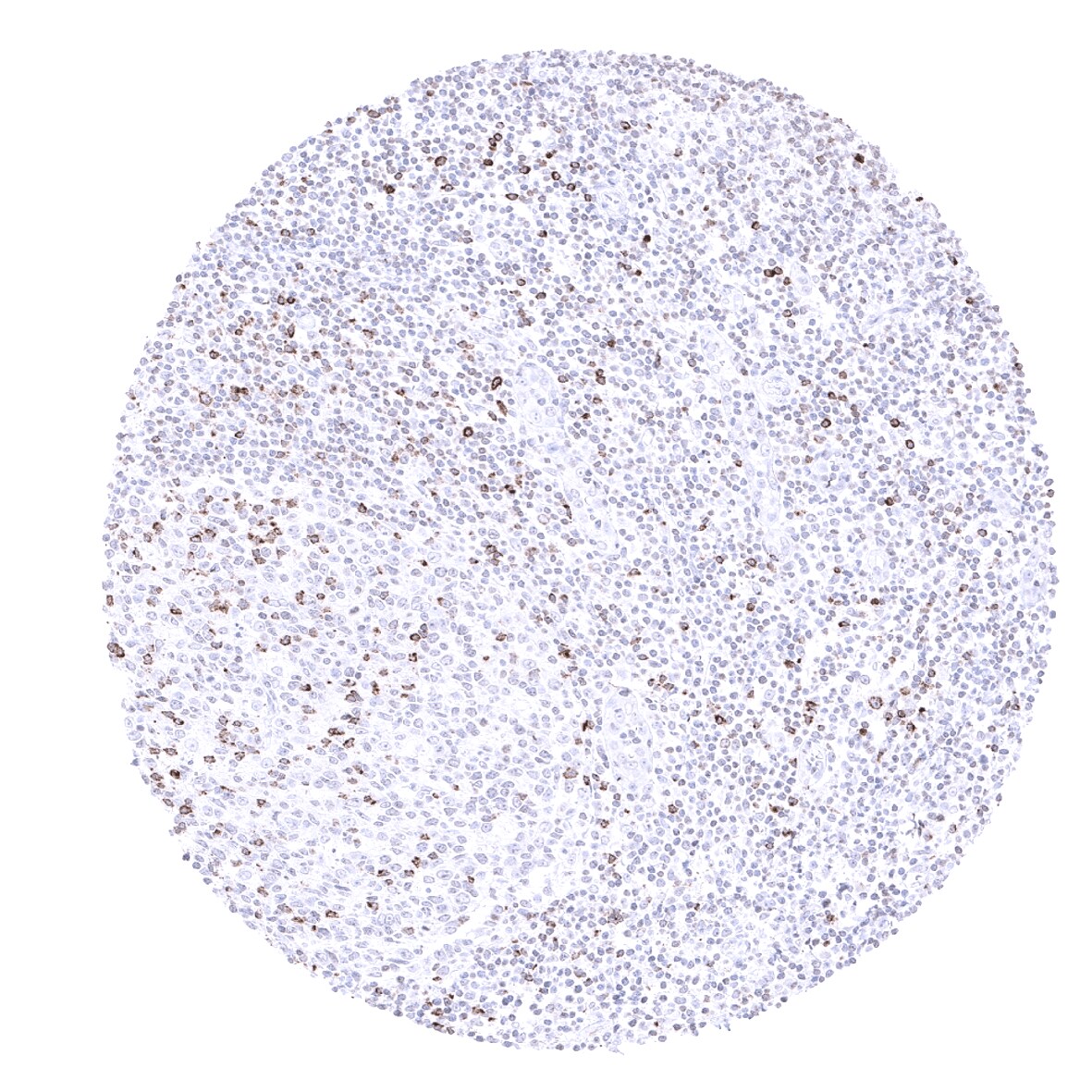 CTLA-4 Antibody (MSVA-152R)