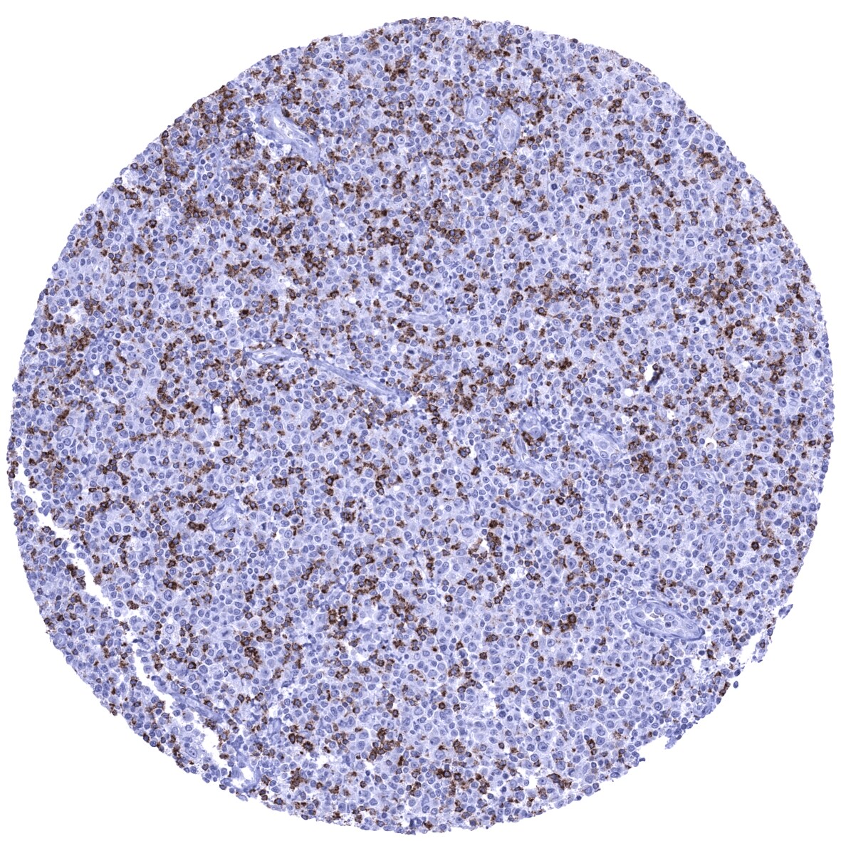CTLA-4 Antibody (MSVA-152R)