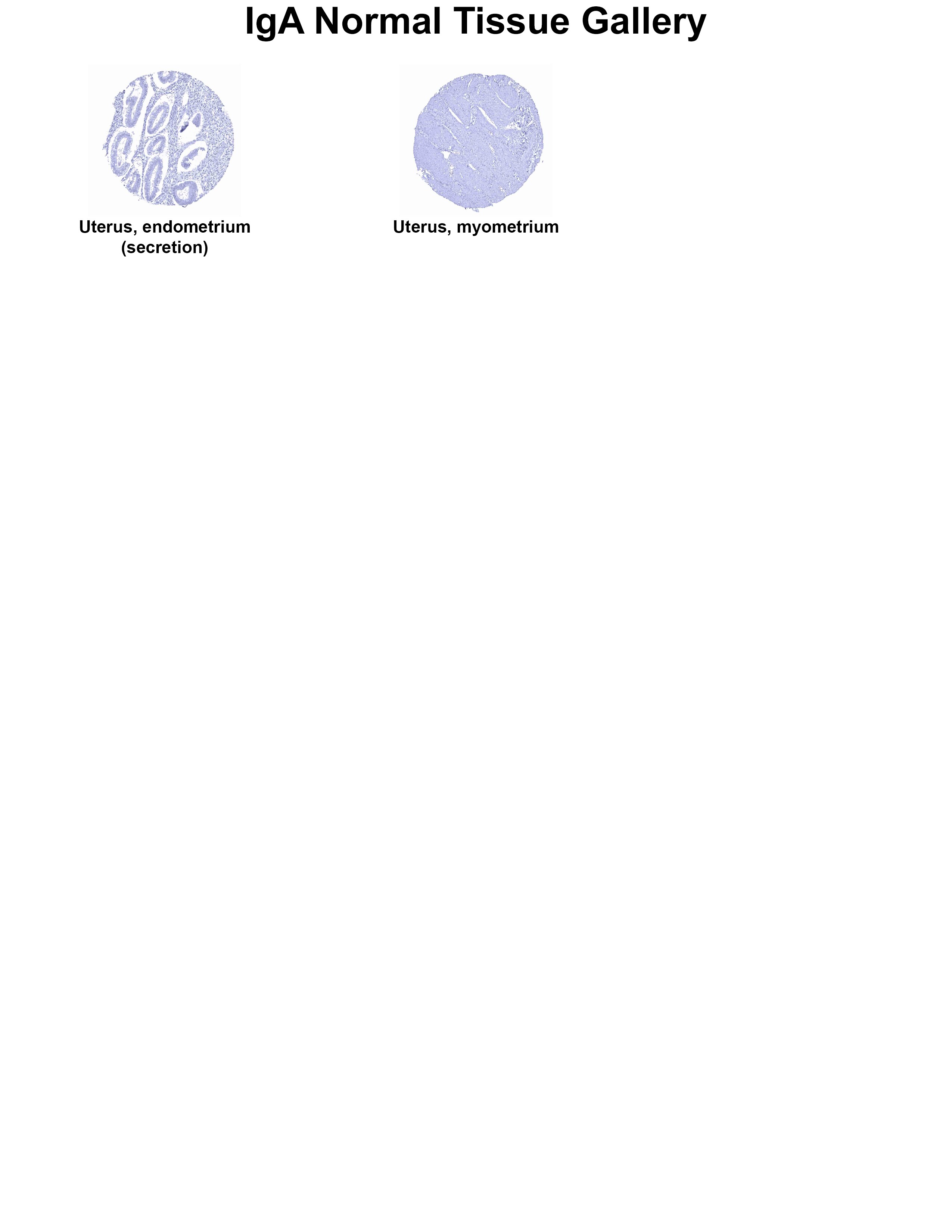 IgA Antibody (MSVA-700R) IgA Antibody (MSVA-700R) IgA Normal Tissue Gallery
