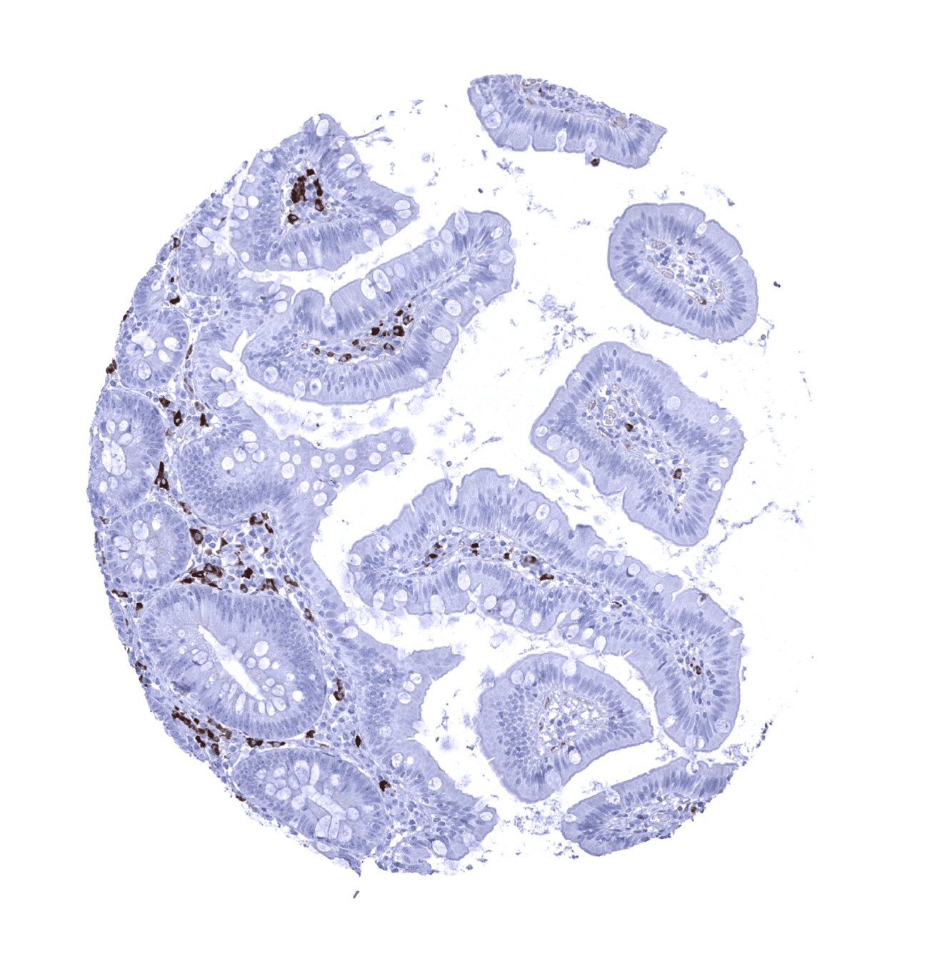 IgA Antibody (MSVA-700R)