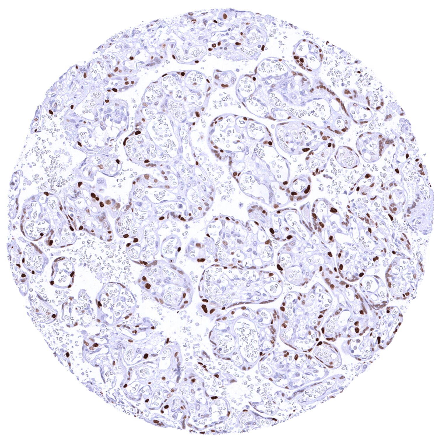 Cyclin E1 Antibody (MSVA-898R)