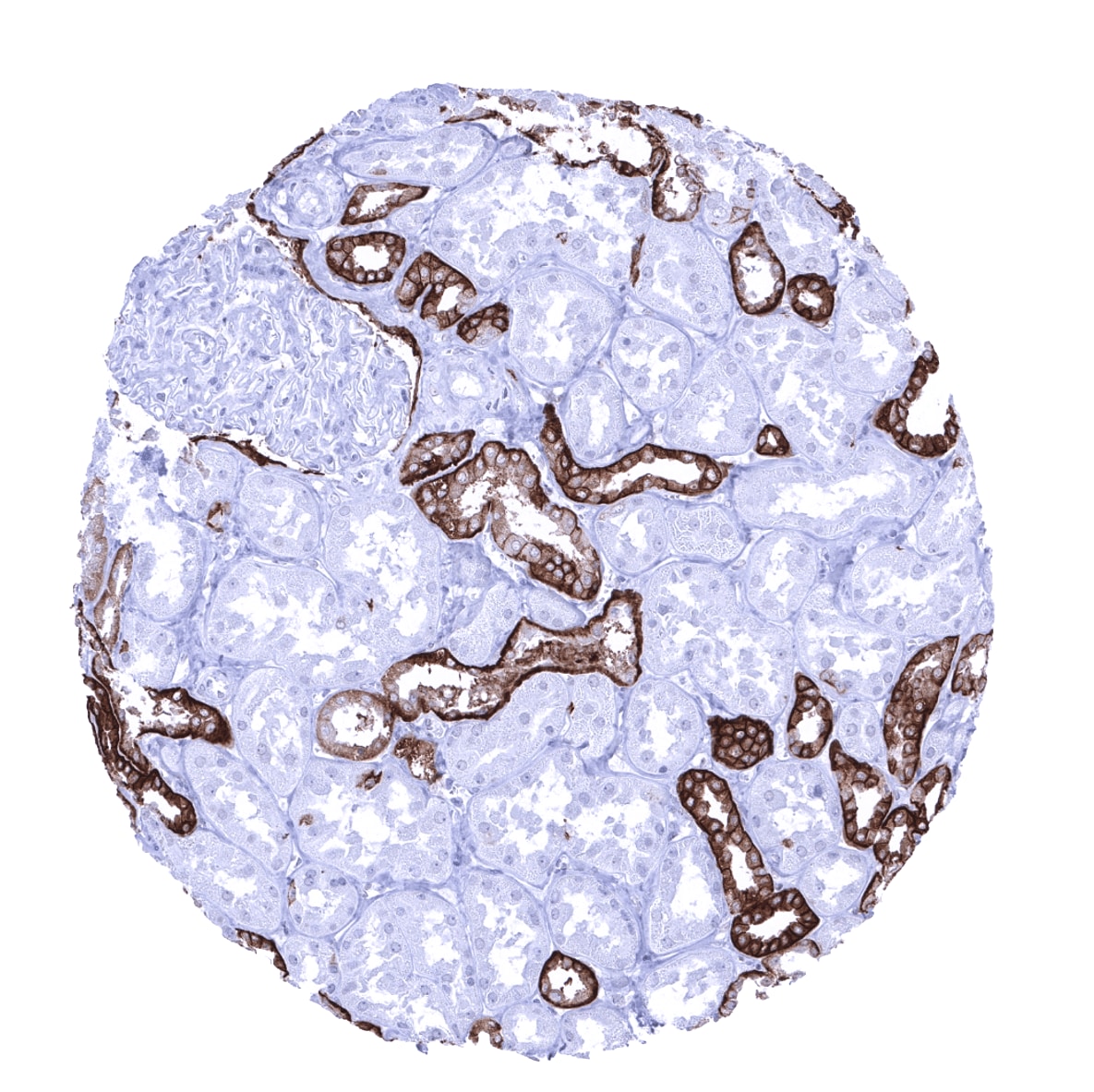 TROP-2 Antibody (MSVA-733R)