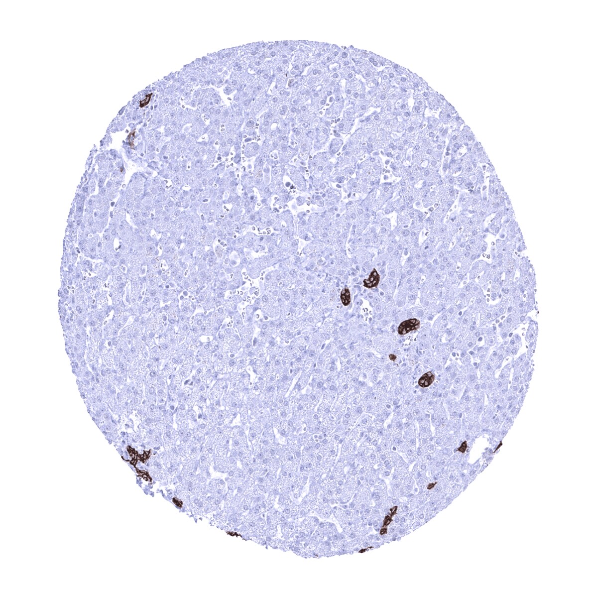 TROP-2 Antibody (MSVA-733R)