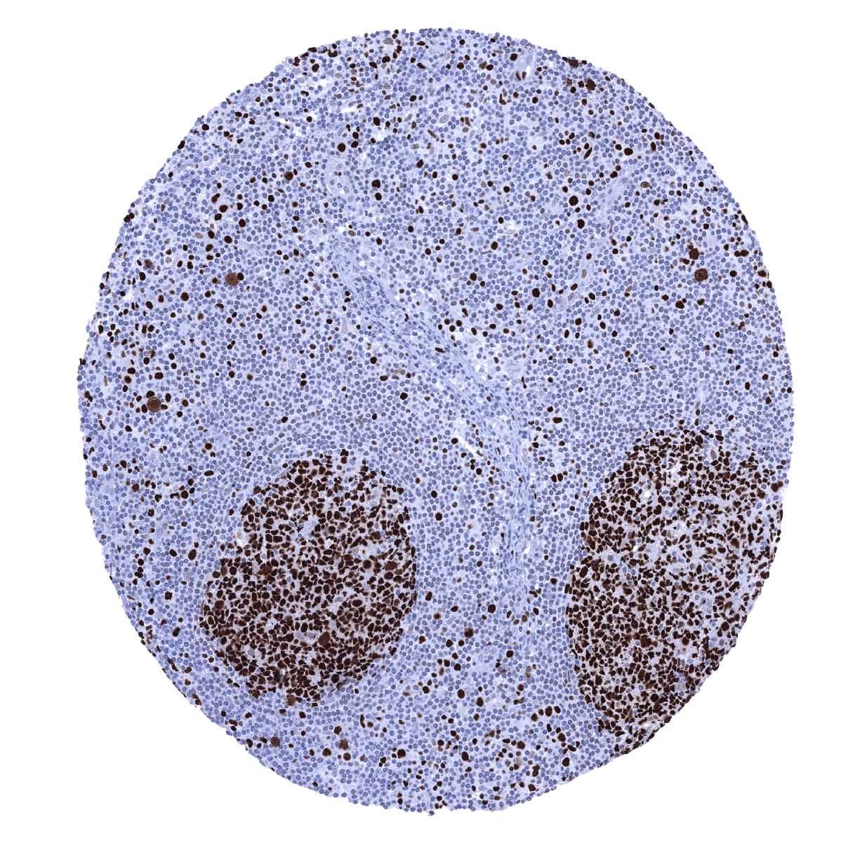 MCM7 Antibody (MSVA-507R)