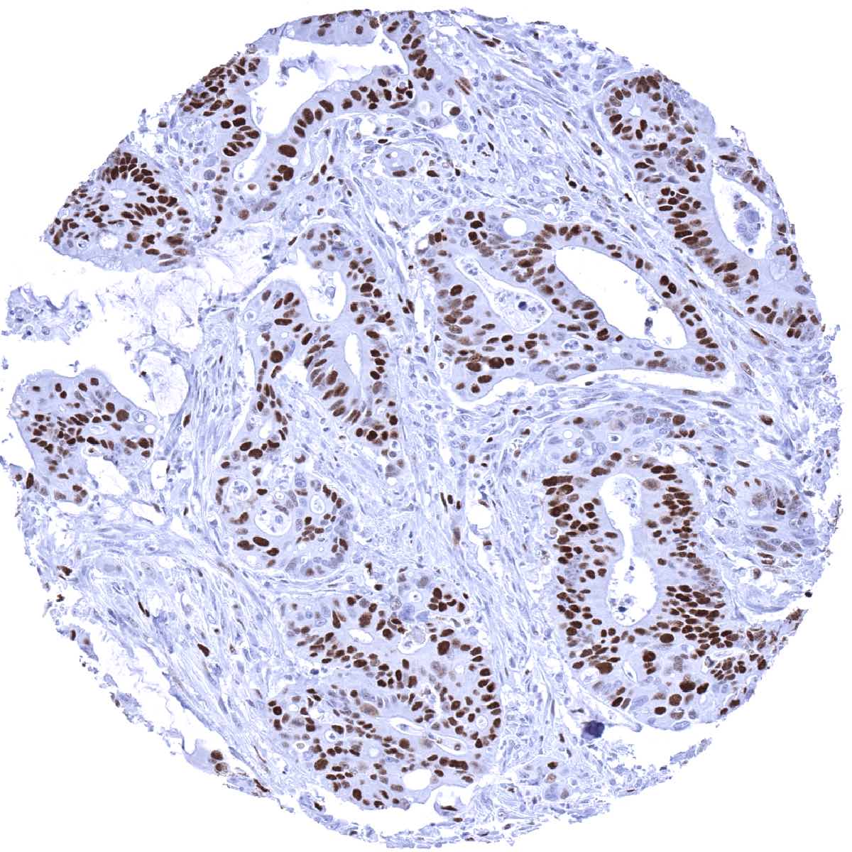 MCM7 Antibody (MSVA-507R)