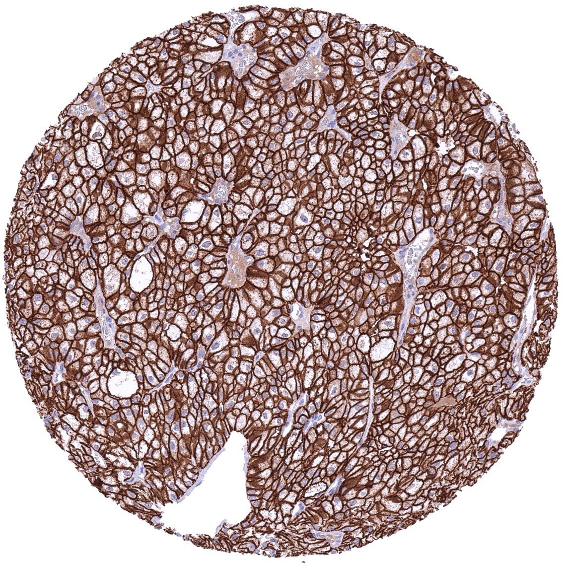 Cadherin-16 Antibody (MSVA-516R)