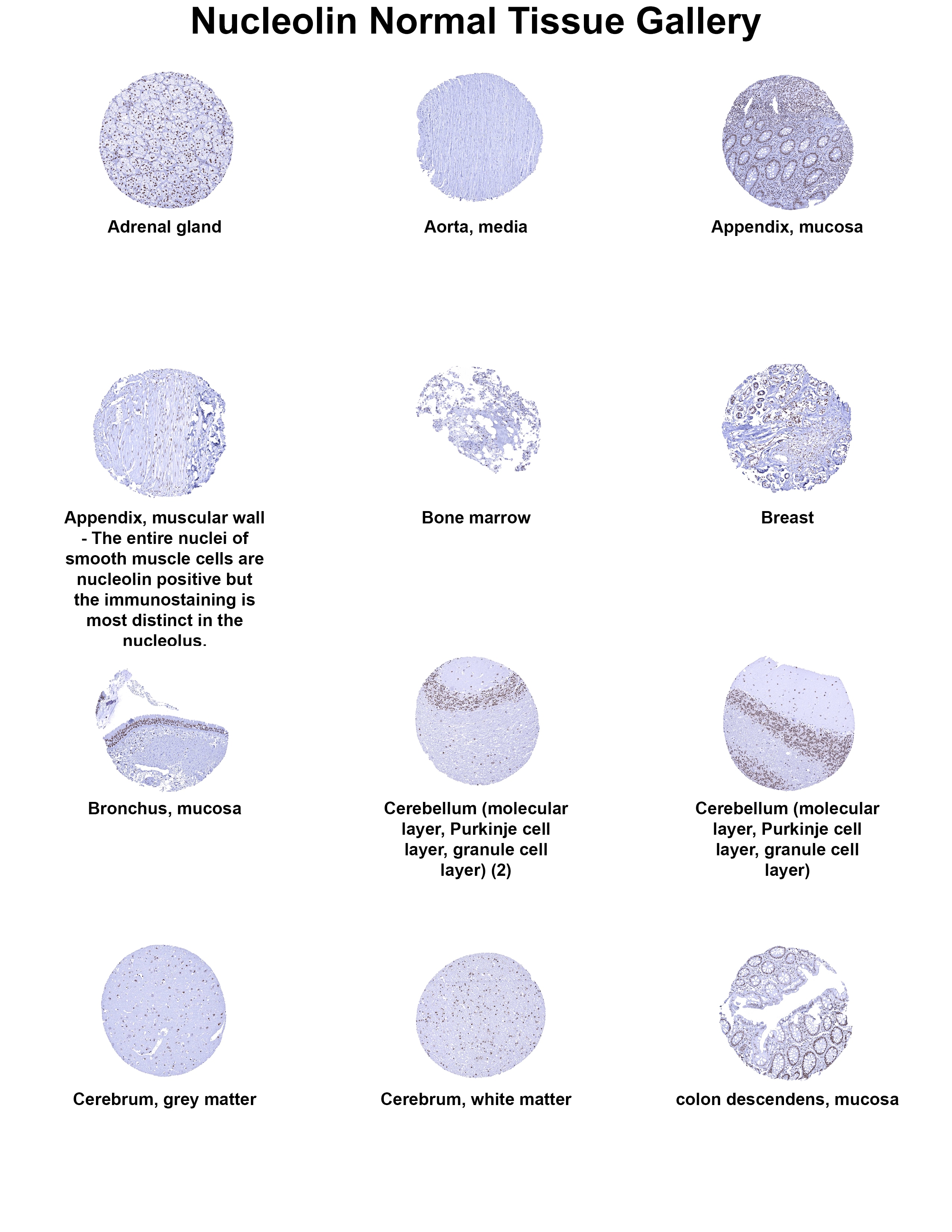 Nucleolin Antibody (MSVA-623R) Nucleolin Antibody (MSVA-623R) Nucleolin Normal Tissue Gallery