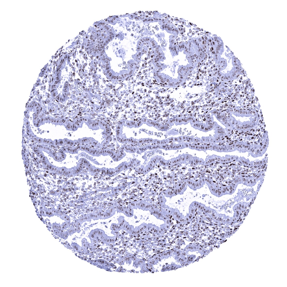 Nucleolin Antibody (MSVA-623R)