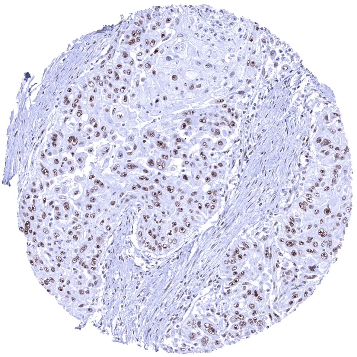Nucleolin Antibody (MSVA-623R)