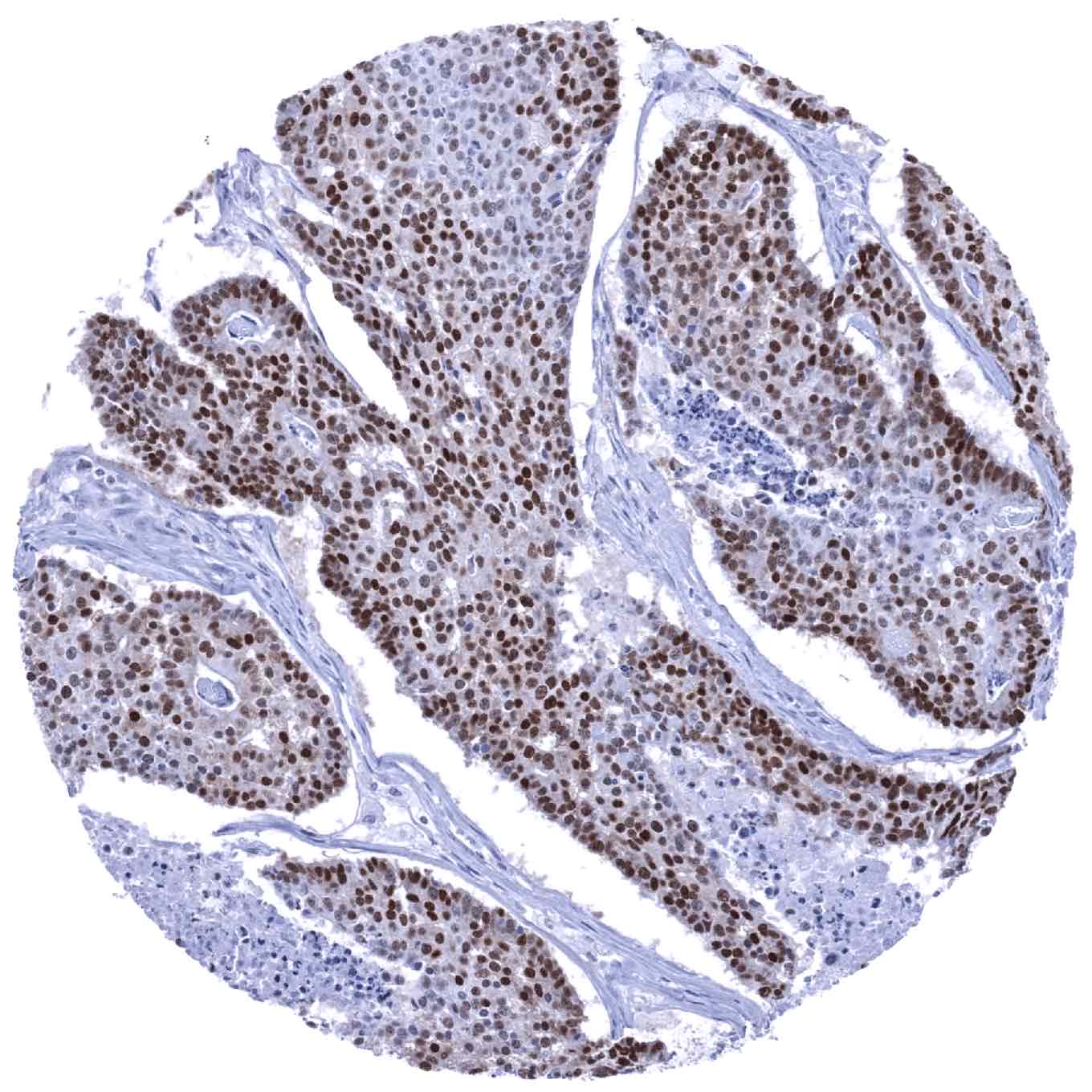 SOX9 Antibody (MSVA-709R)