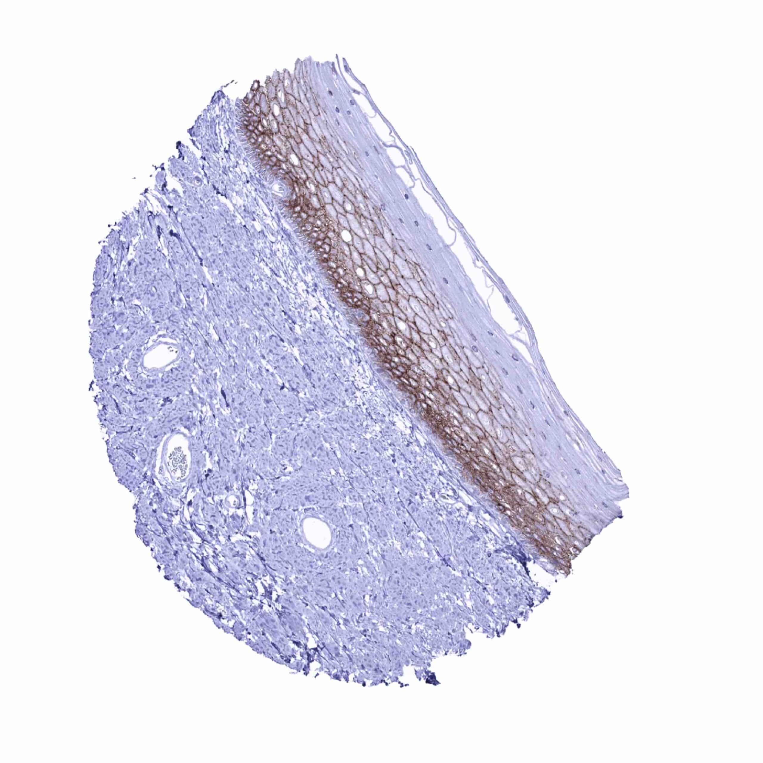 Occludin Antibody (MSVA-415M)