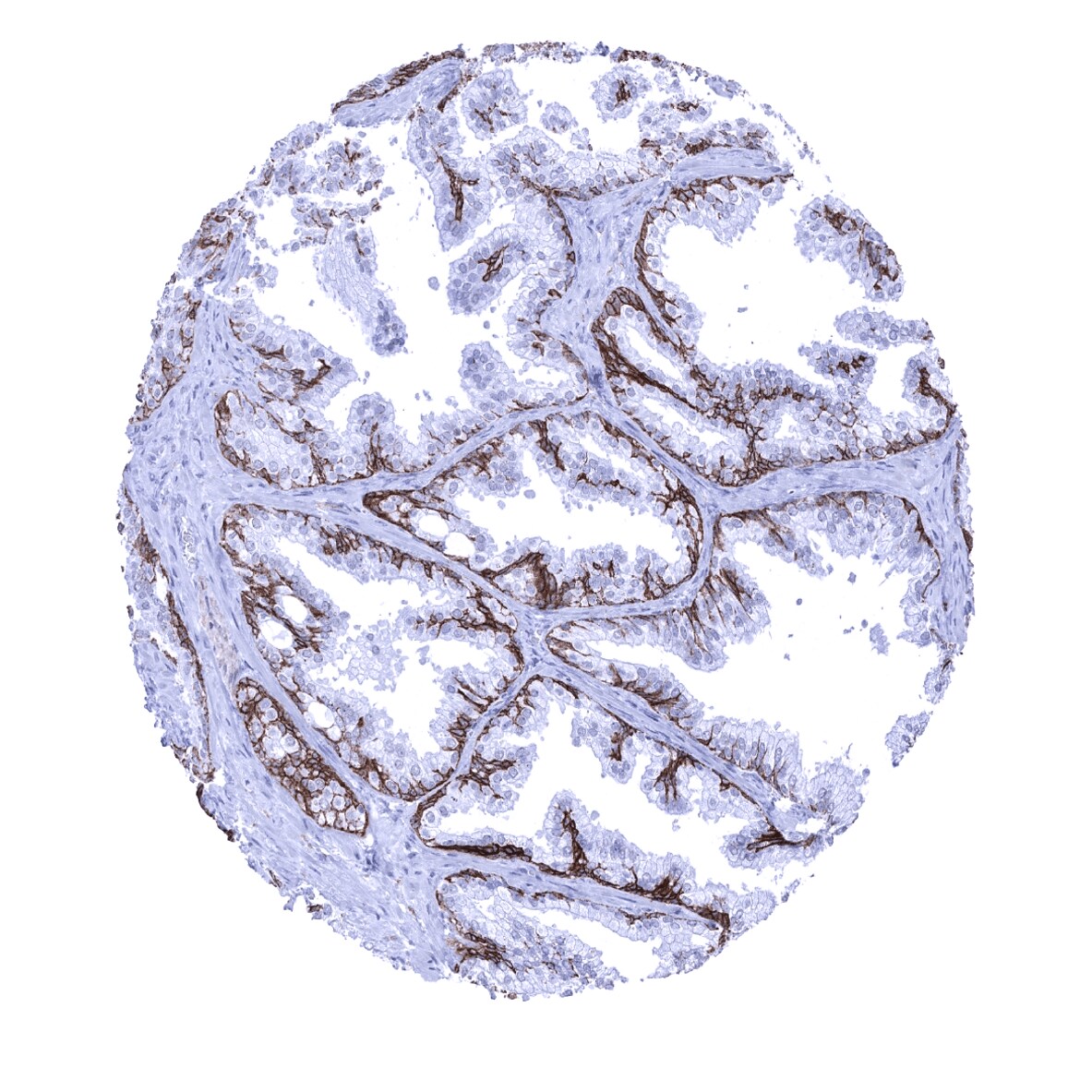 TRIM29 Antibody (MSVA-629M)