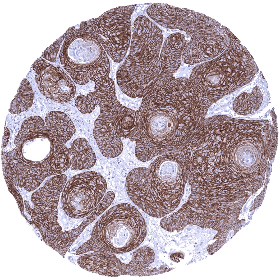 TRIM29 Antibody (MSVA-629M)