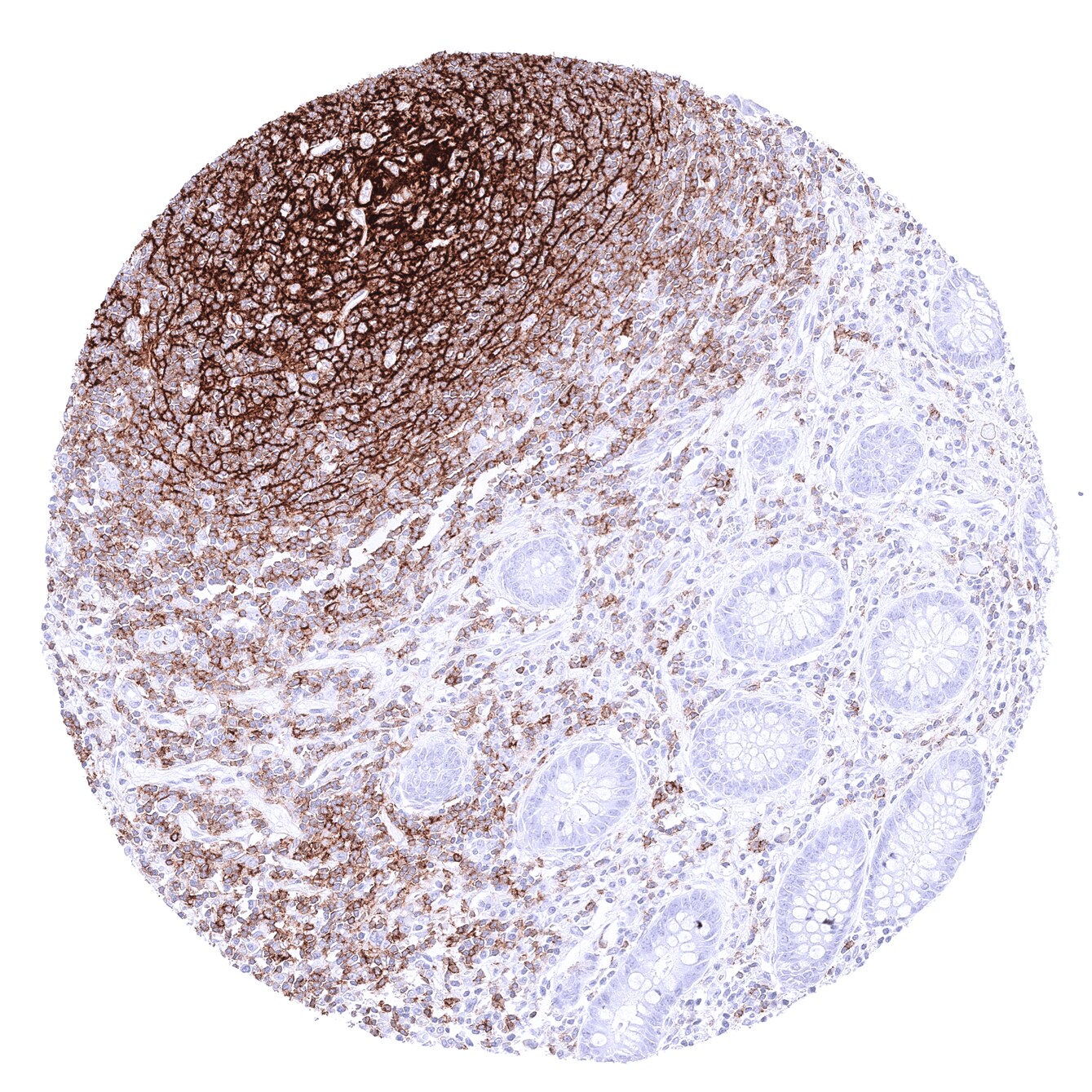CD35 Antibody (MSVA-035M)
