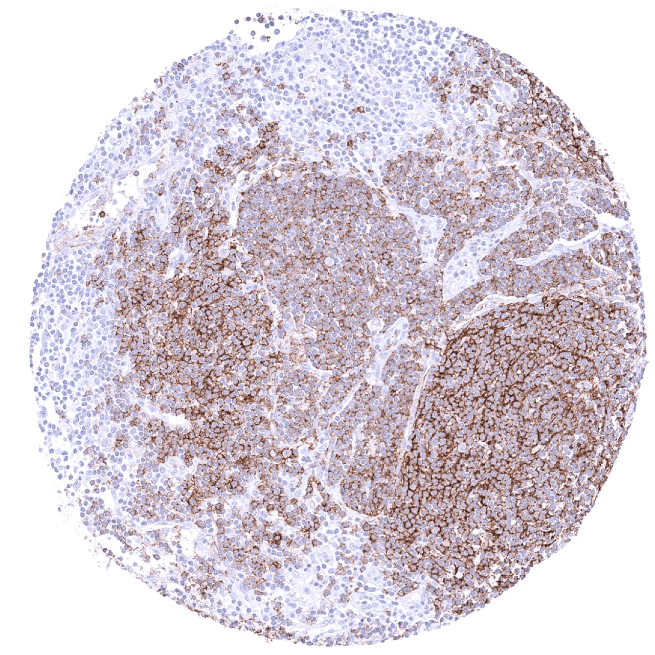 CD35 Antibody (MSVA-035M)