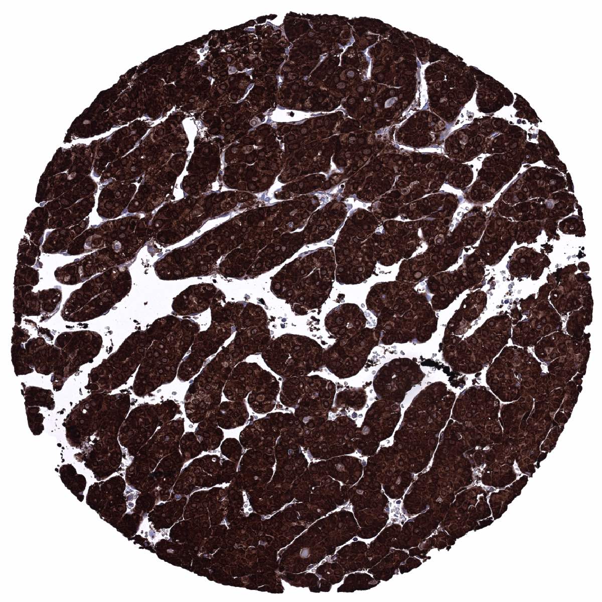 Glutamine Synthetase Antibody (MSVA-750M)