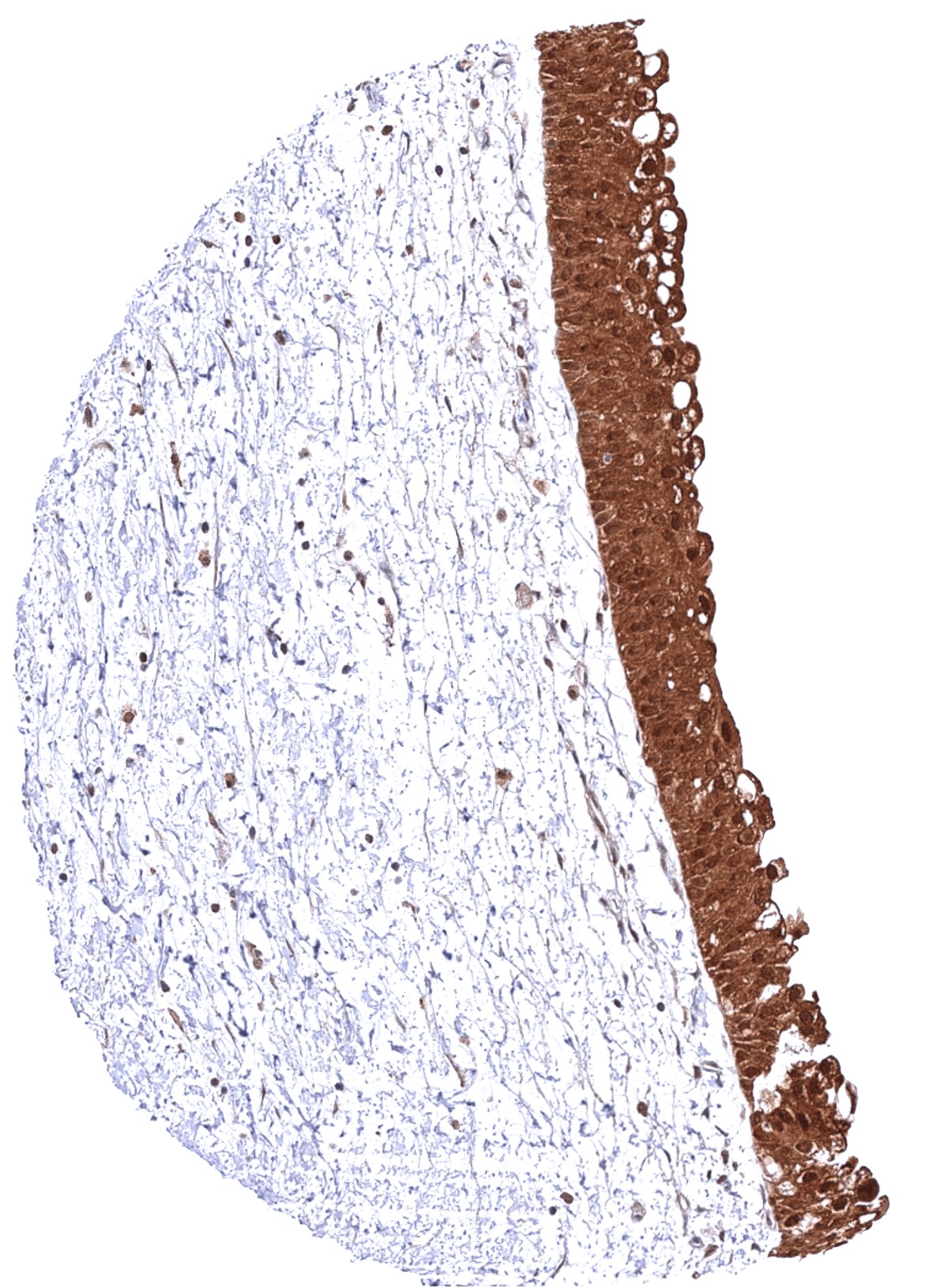 MTAP Antibody (MSVA-741R)