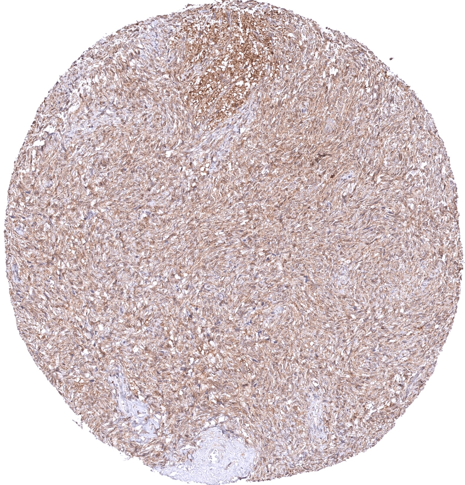 MTAP Antibody (MSVA-741R)