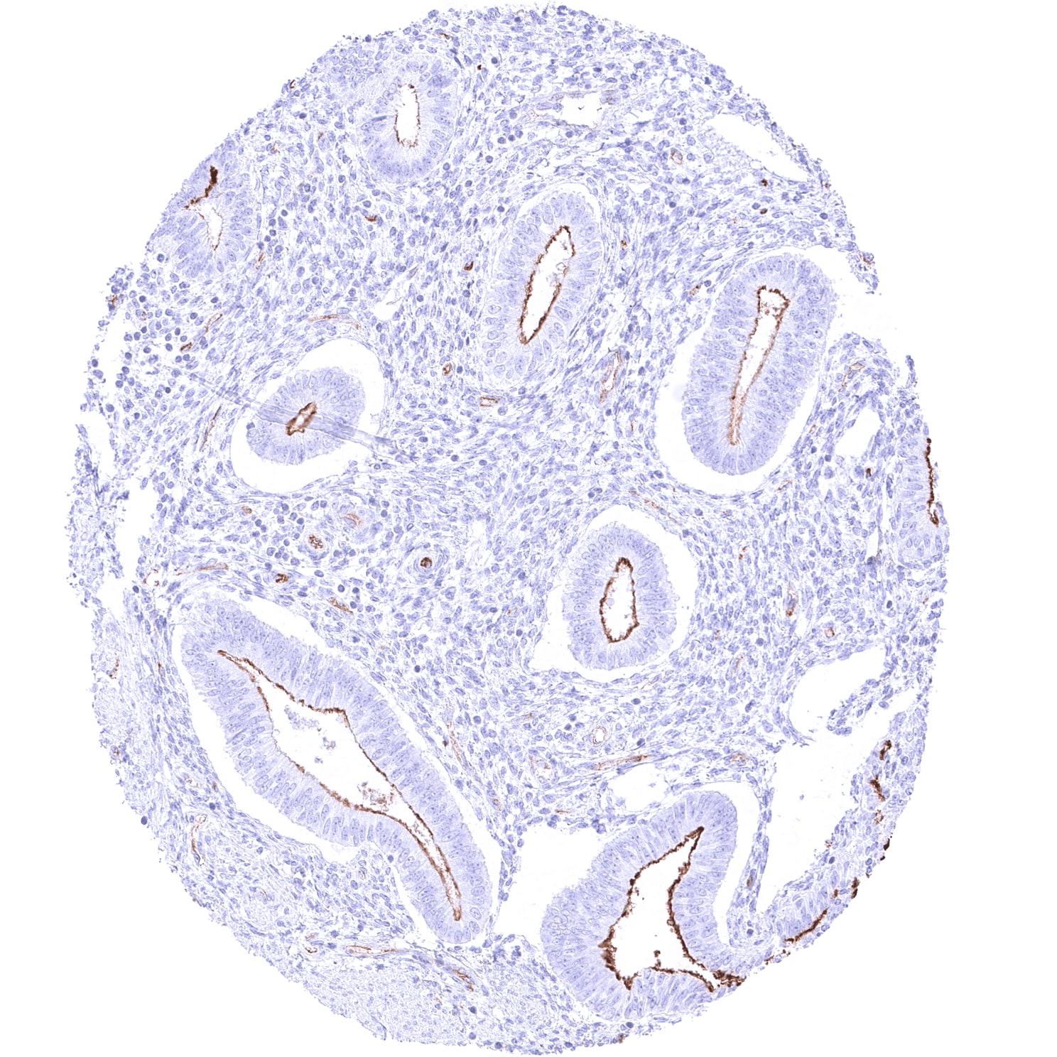 Podocalyxin Like Antibody (MSVA-645M)