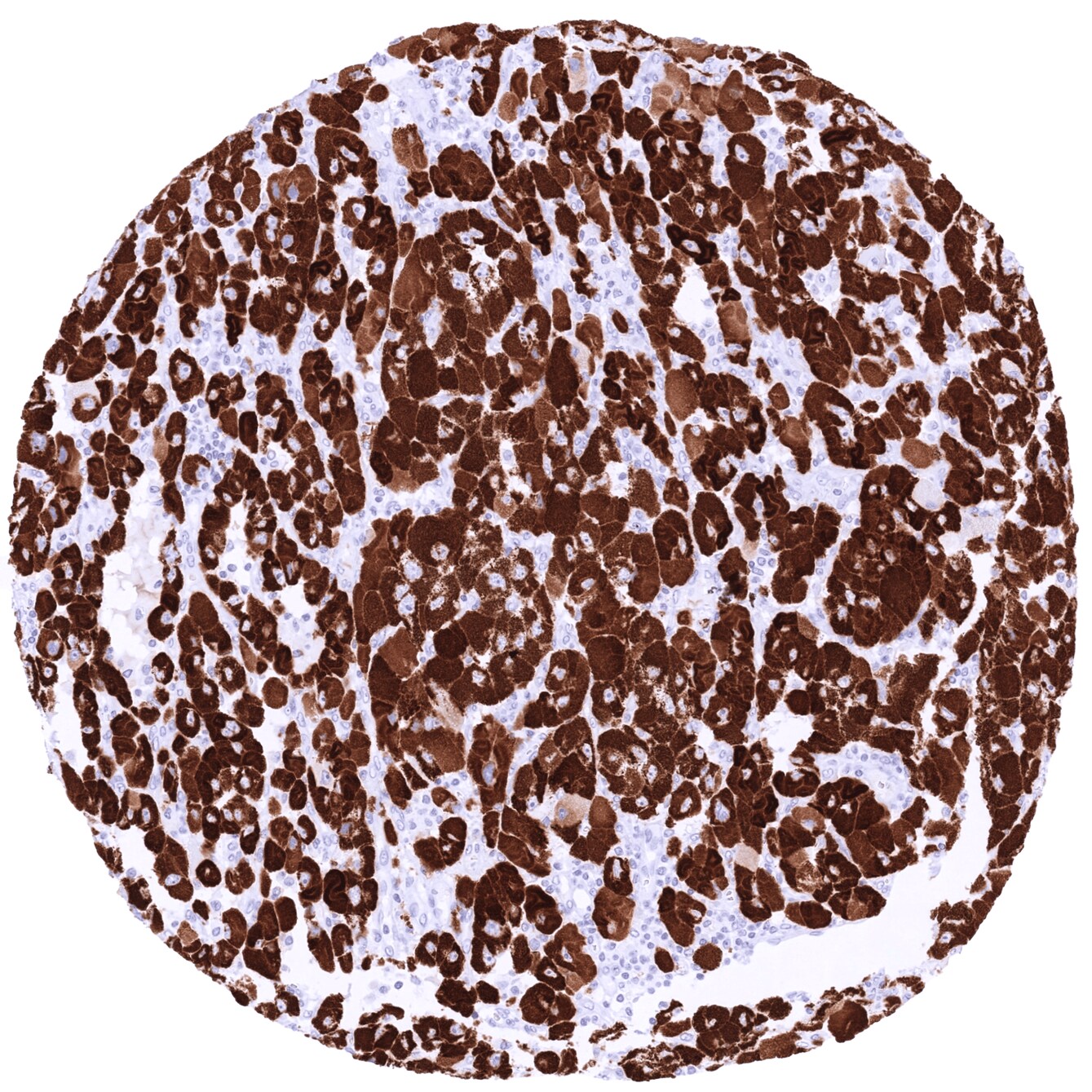 StAR Antibody (MSVA-740R)