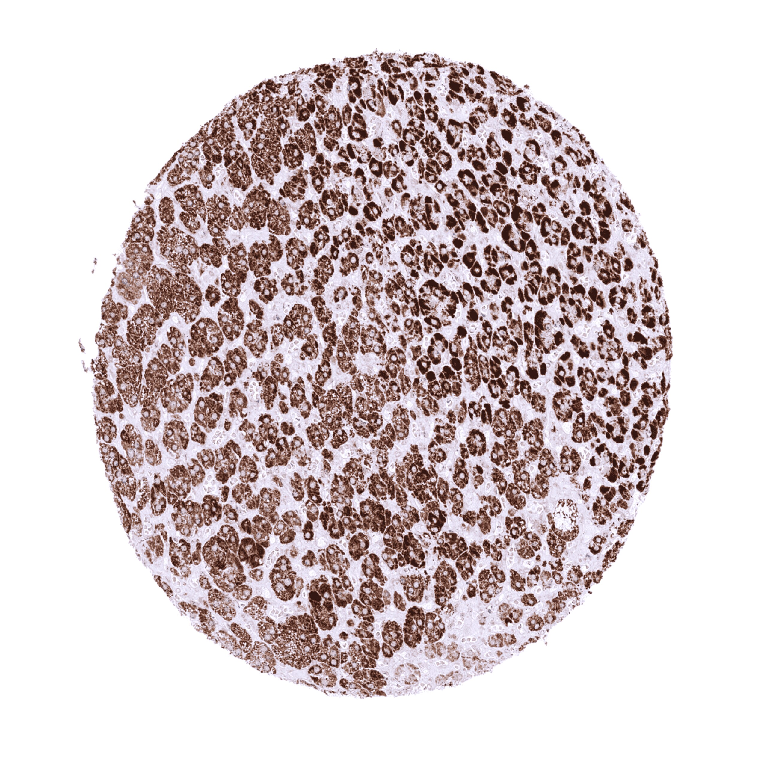 StAR Antibody (MSVA-740R)