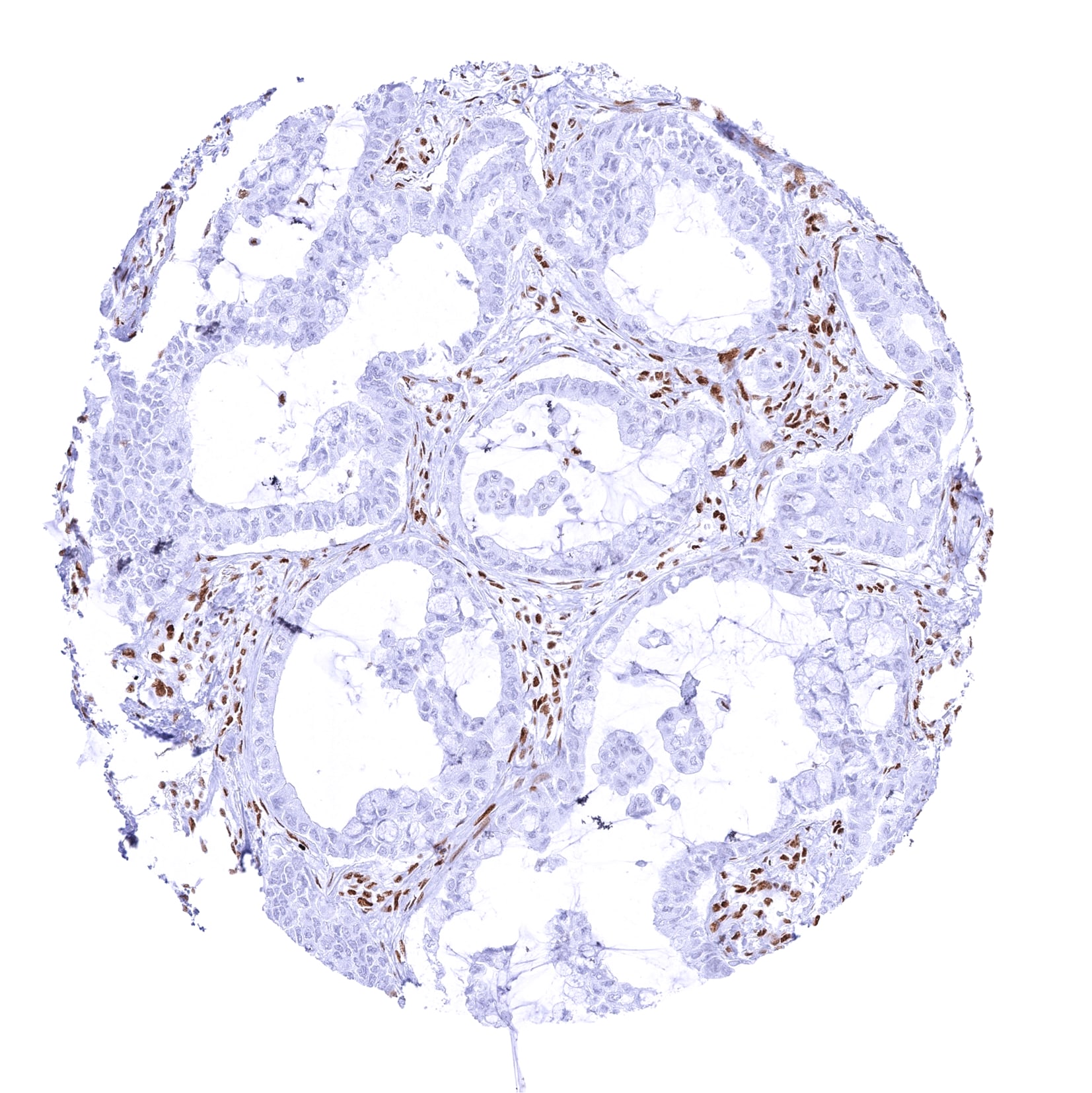 Brg1 Antibody (MSVA-397R)