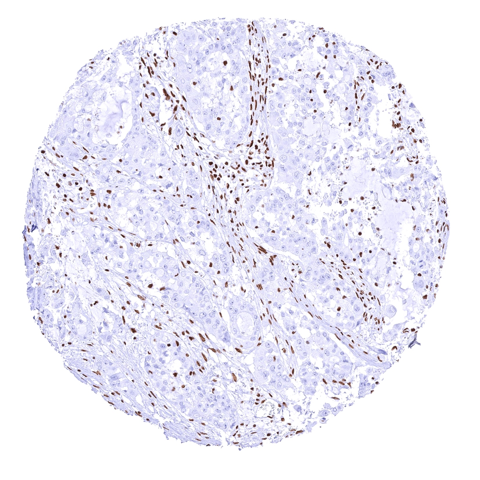 Brg1 Antibody (MSVA-397R)