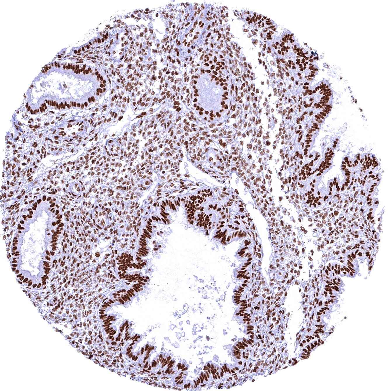 Brg1 Antibody (MSVA-397R)