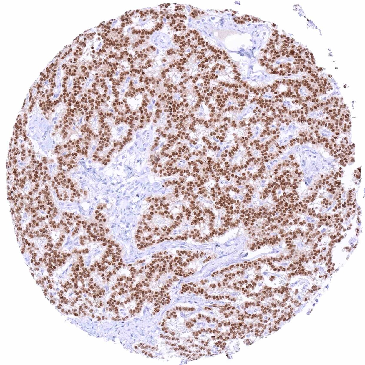 Pax6 Antibody (MSVA-706M)