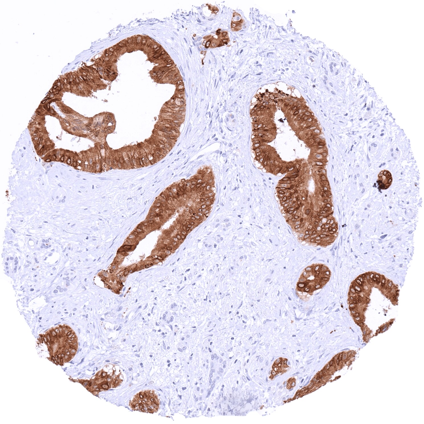 TFF1/pS2 Antibody (MSVA-482M)