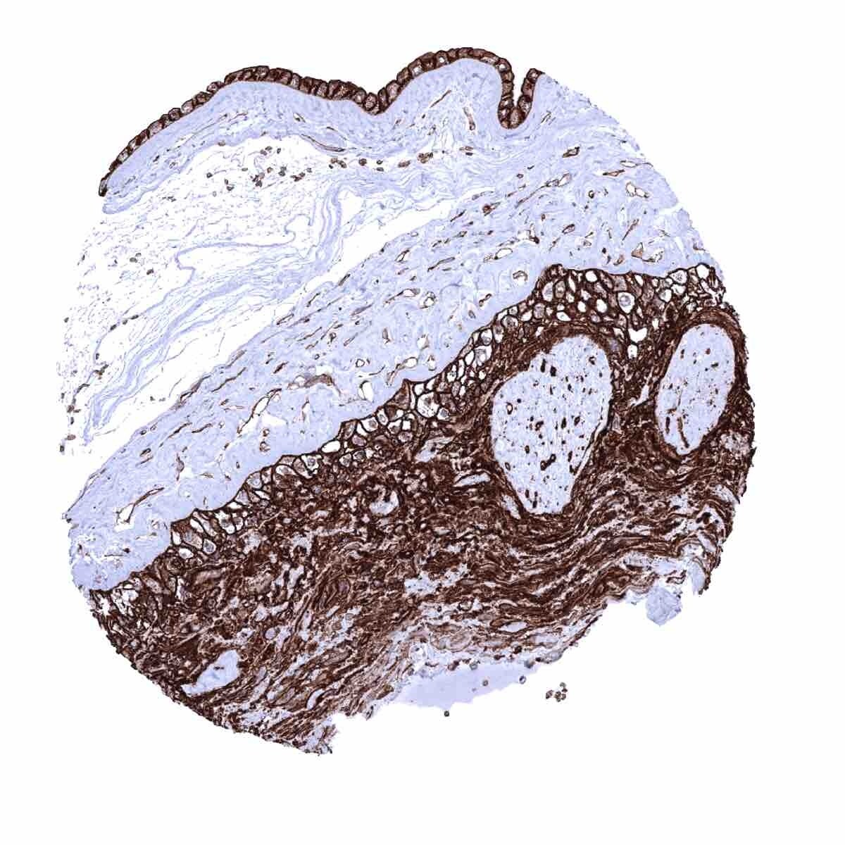 Glut1 Antibody (MSVA-401R) - Azide and BSA Free