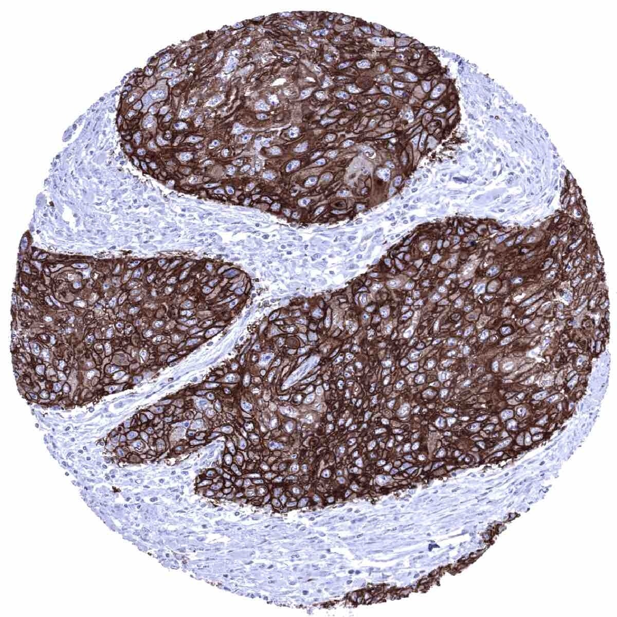 Glut1 Antibody (MSVA-401R) - Azide and BSA Free