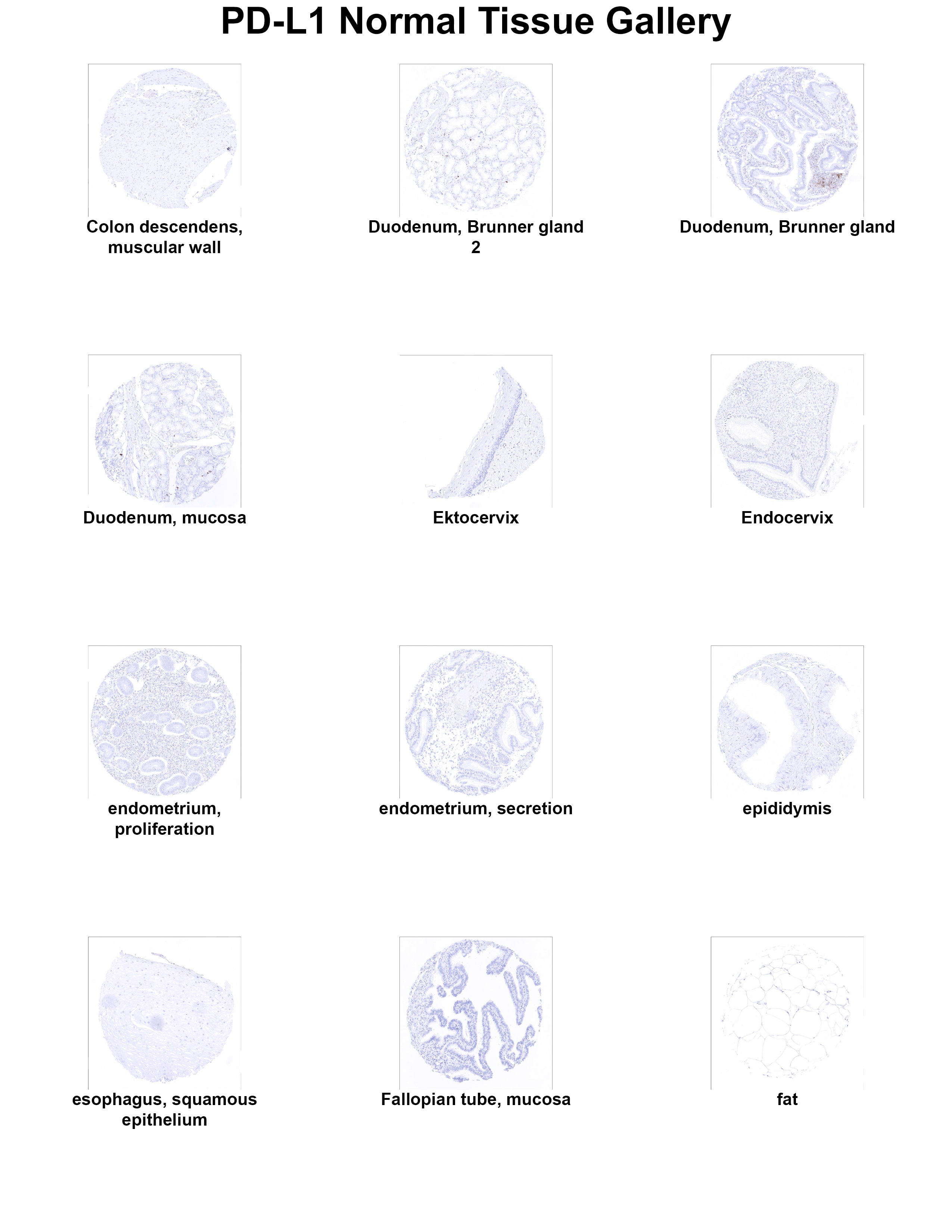 PD-L1 Antibody (MSVA-711R) - Azide and BSA Free PD-L1 Antibody (MSVA-711R) - Azide and BSA Free PD-L1 Normal Tissue Gallery