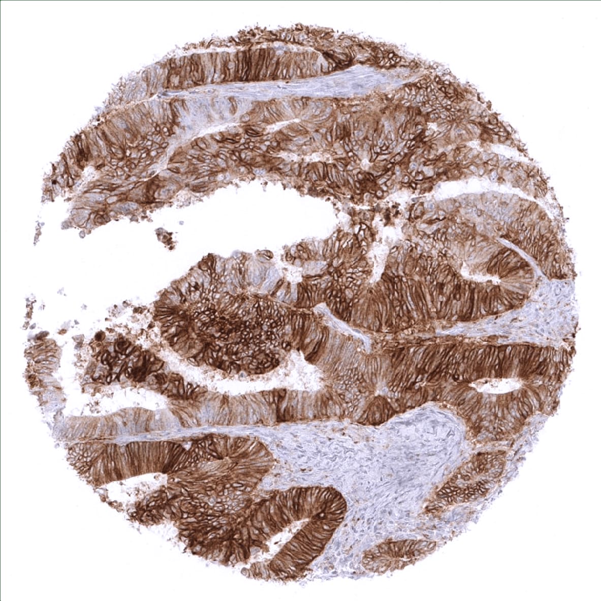 PD-L1 Antibody (MSVA-711R) - Azide and BSA Free