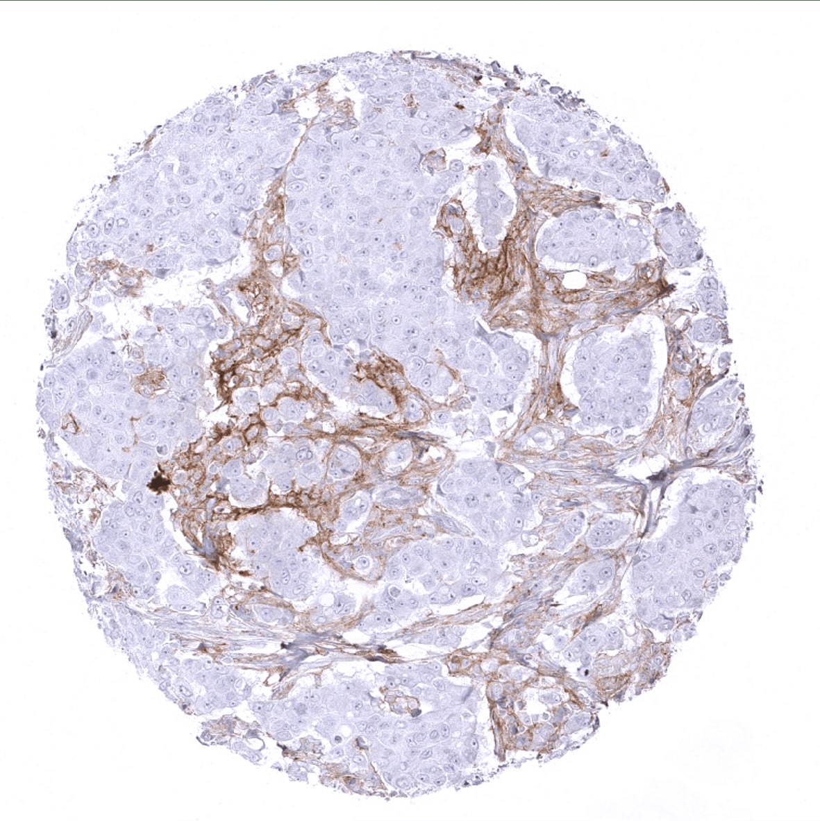 PD-L1 Antibody (MSVA-711R) - Azide and BSA Free