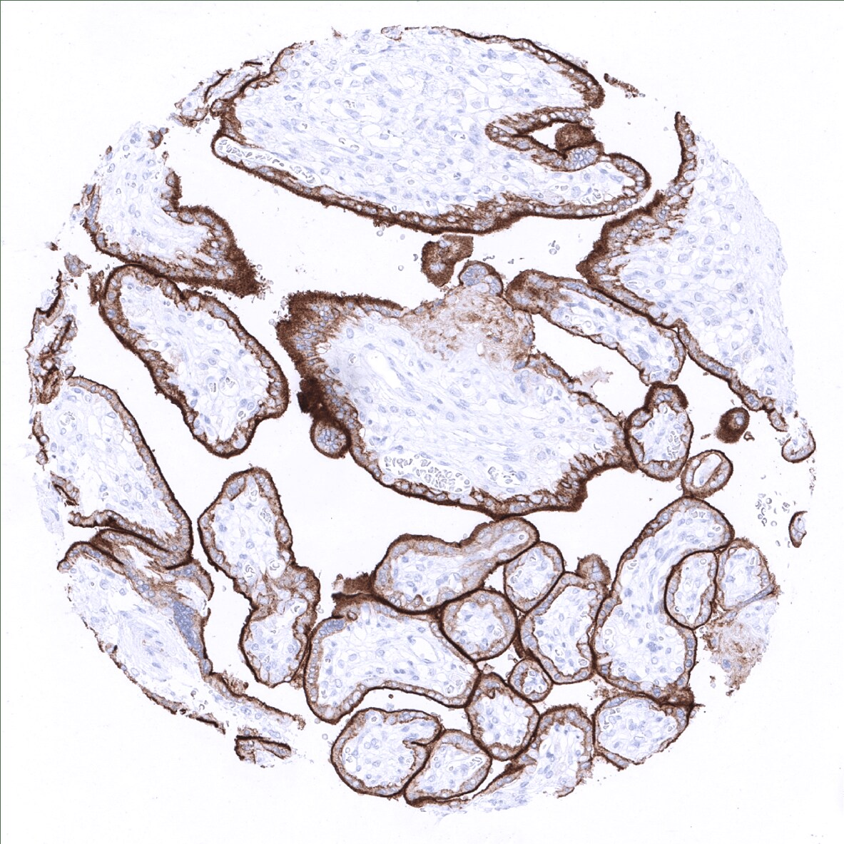 PD-L1 Antibody (MSVA-711R) - Azide and BSA Free