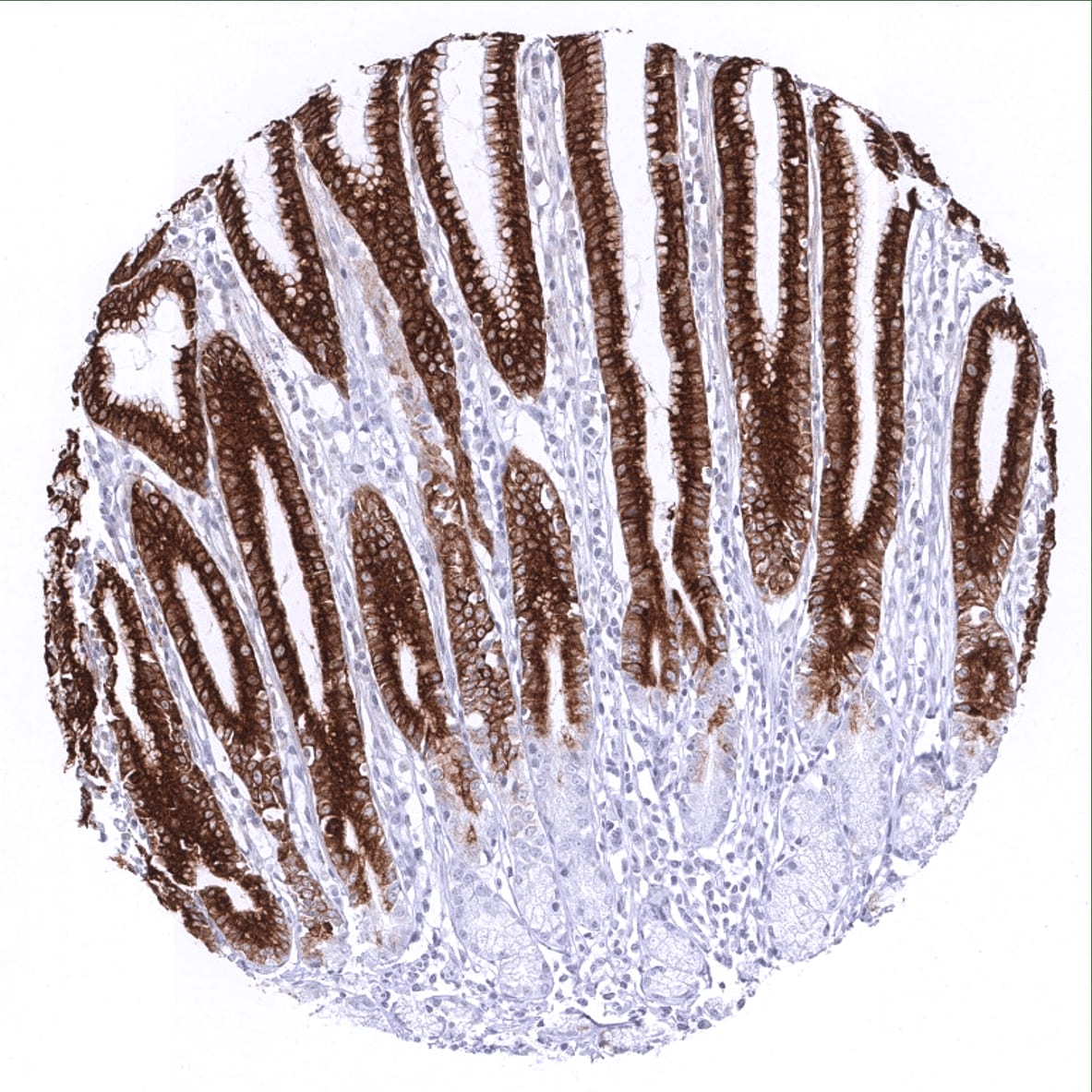 MUC5AC Antibody (MSVA-109M) - Azide and BSA Free