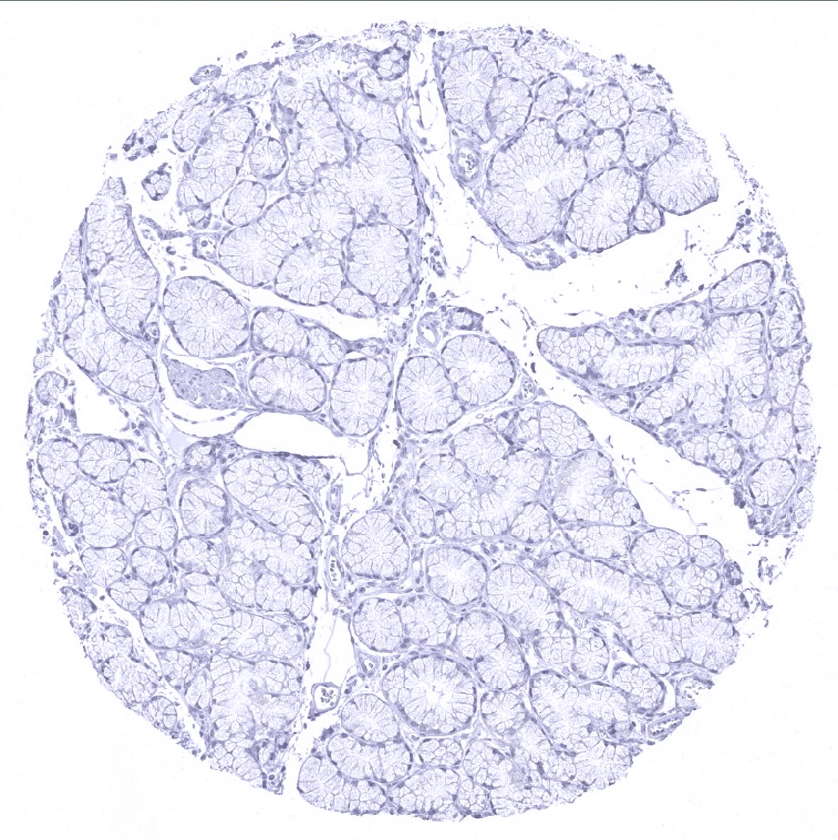 MUC5AC Antibody (MSVA-109M) - Azide and BSA Free