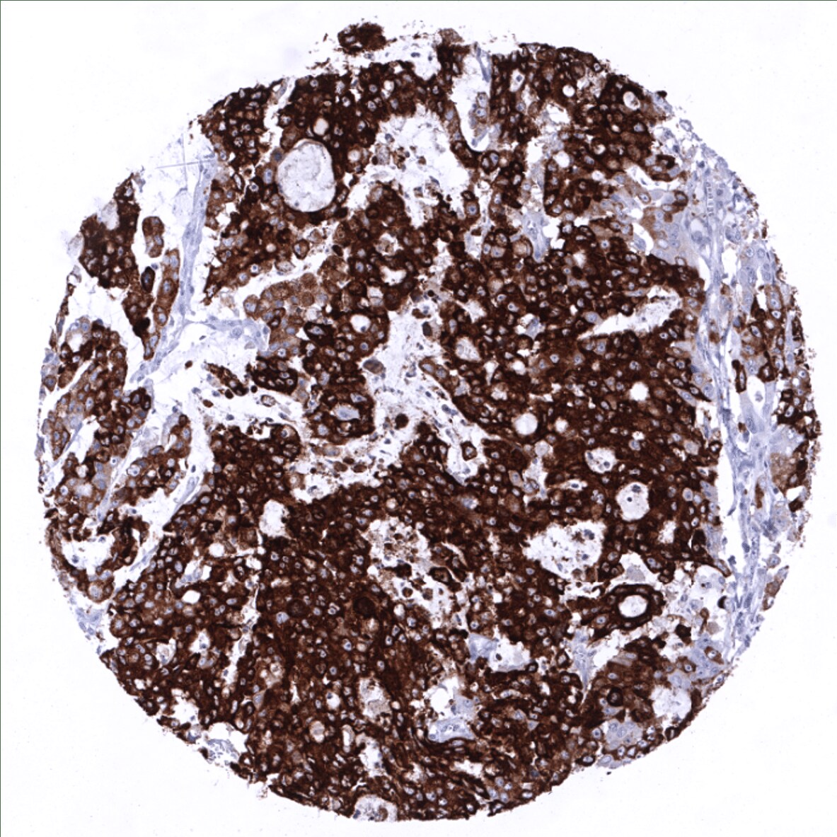 MUC5AC Antibody (MSVA-109M) - Azide and BSA Free